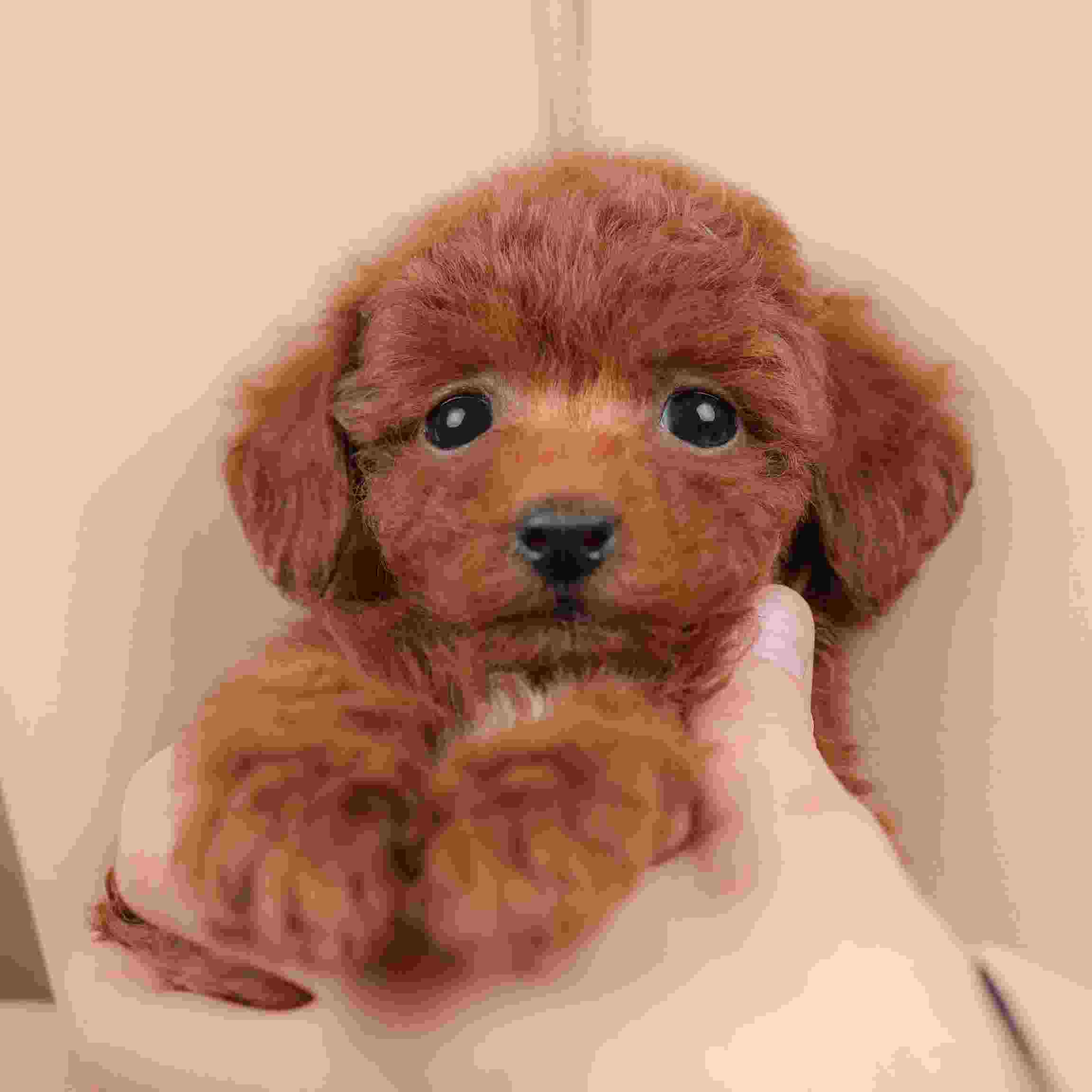 タイニー・プードル | 女の子 | レッド | 2025年12月17日