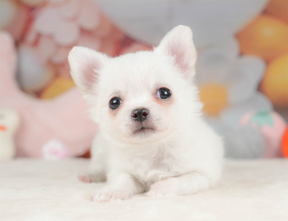 チワワ(ロング) | 男の子 | ホワイト | 2025年12月18日（ID:dog-30002727）
