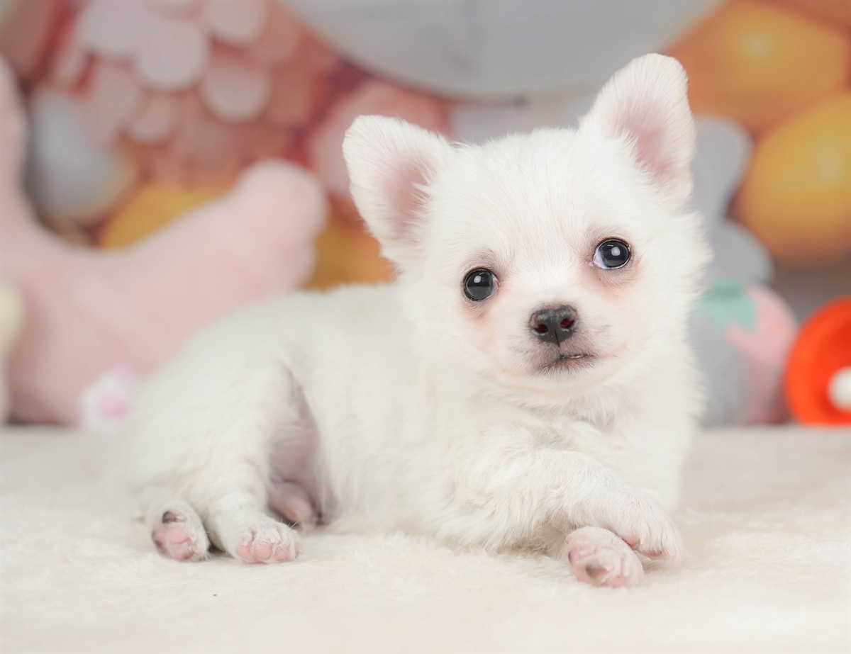 チワワ(ロング) | 男の子 | ホワイト | 2025年12月18日（ID:dog-30002727）