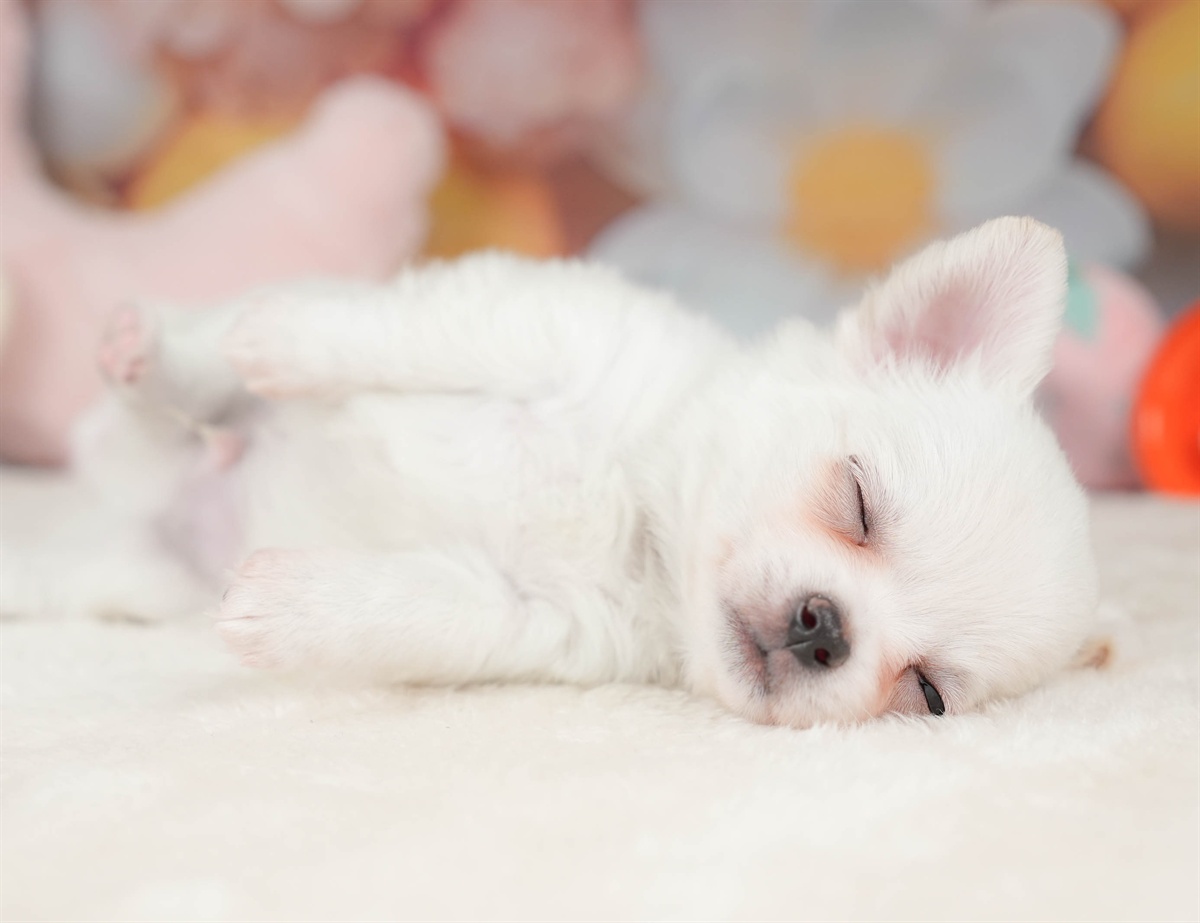 チワワ(ロング) | 男の子 | ホワイト | 2025年12月18日（ID:dog-30002727）