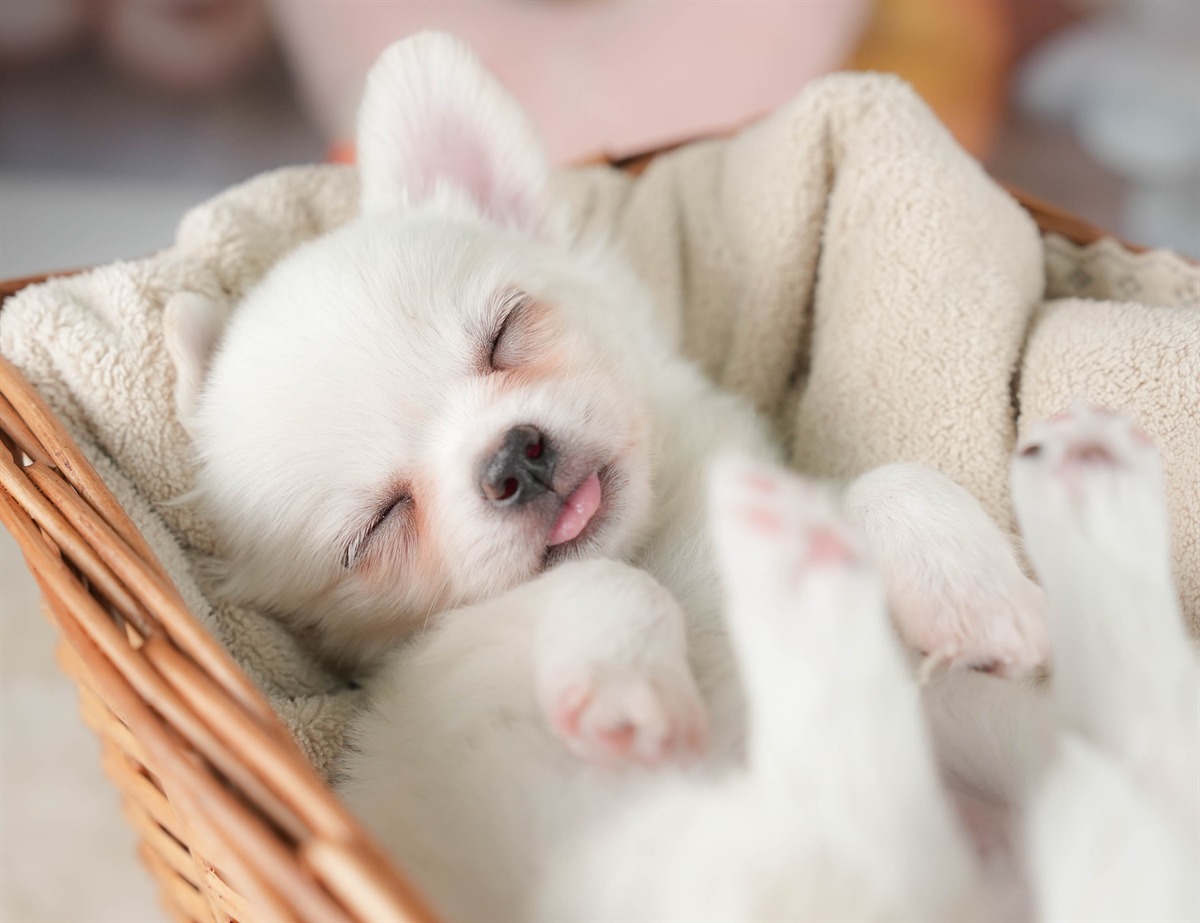 チワワ(ロング) | 男の子 | ホワイト | 2025年12月18日（ID:dog-30002727）