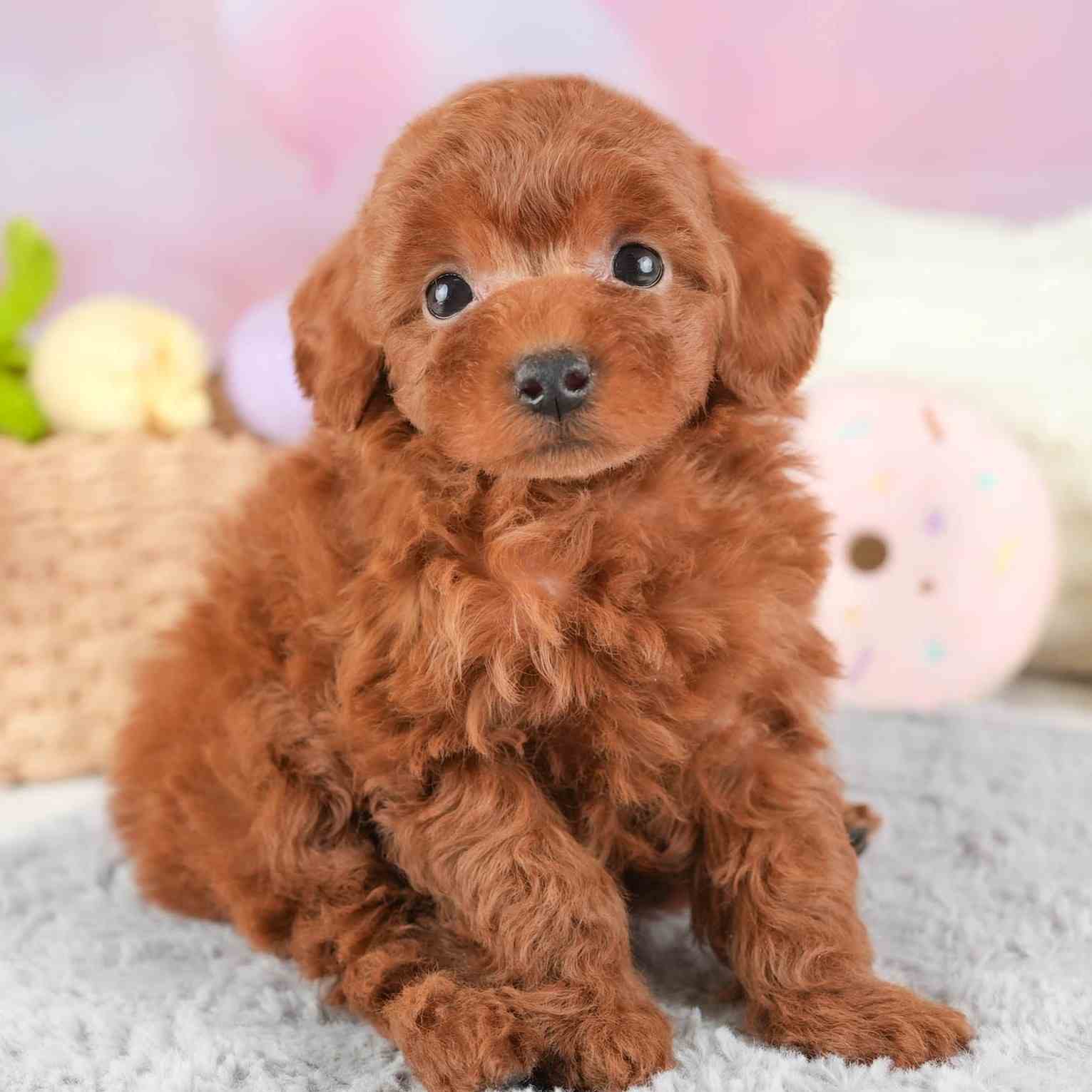 タイニー・プードル | 男の子 | レッド | 2025年12月21日