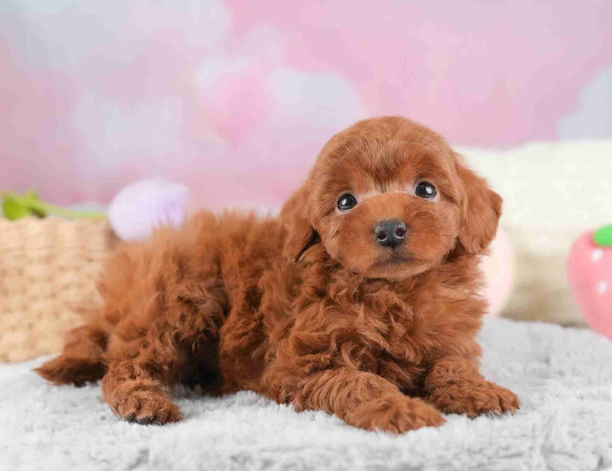 タイニー・プードル | 男の子 | レッド | 2025年12月21日（ID:dog-30002747）