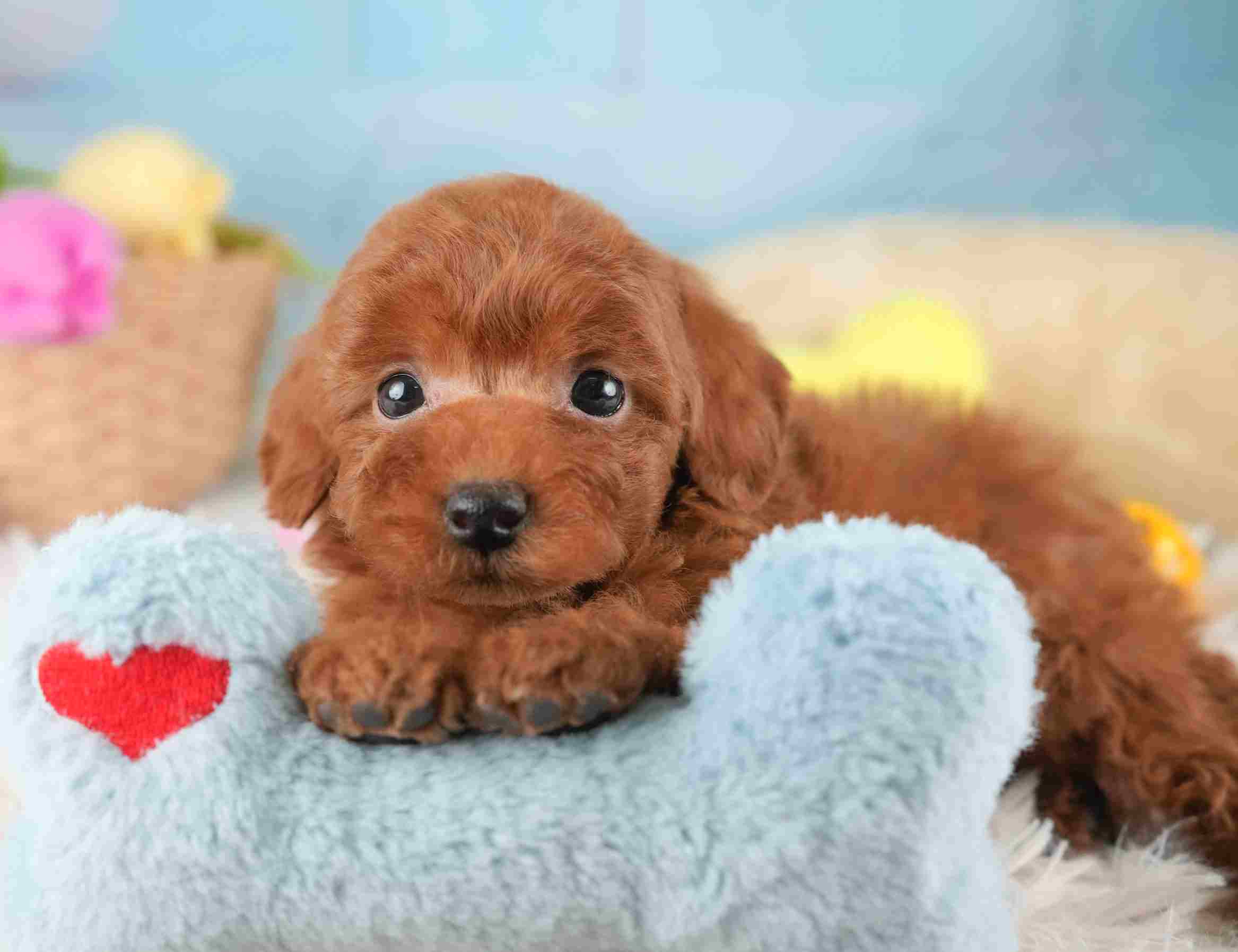 タイニー・プードル | 男の子 | レッド | 2025年12月21日（ID:dog-30002747）