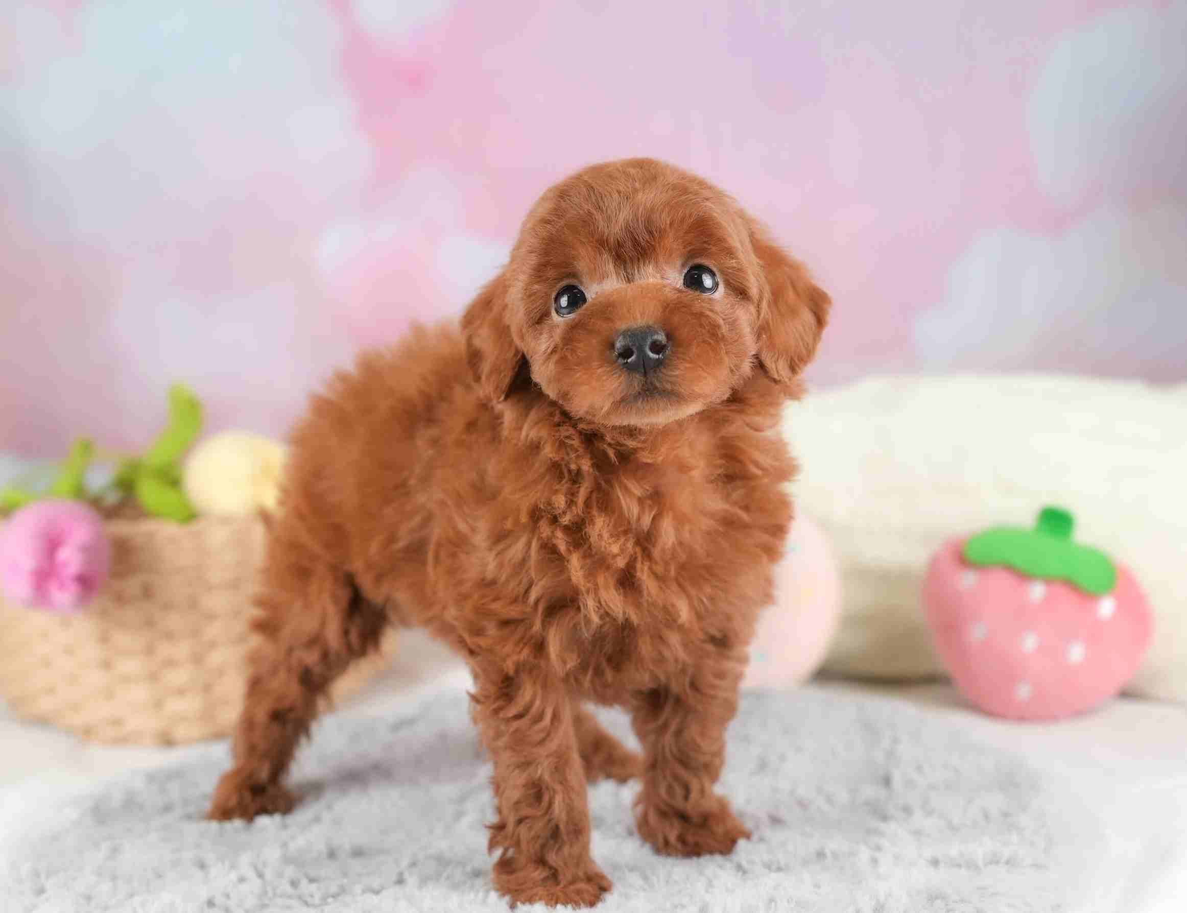 タイニー・プードル | 男の子 | レッド | 2025年12月21日（ID:dog-30002747）