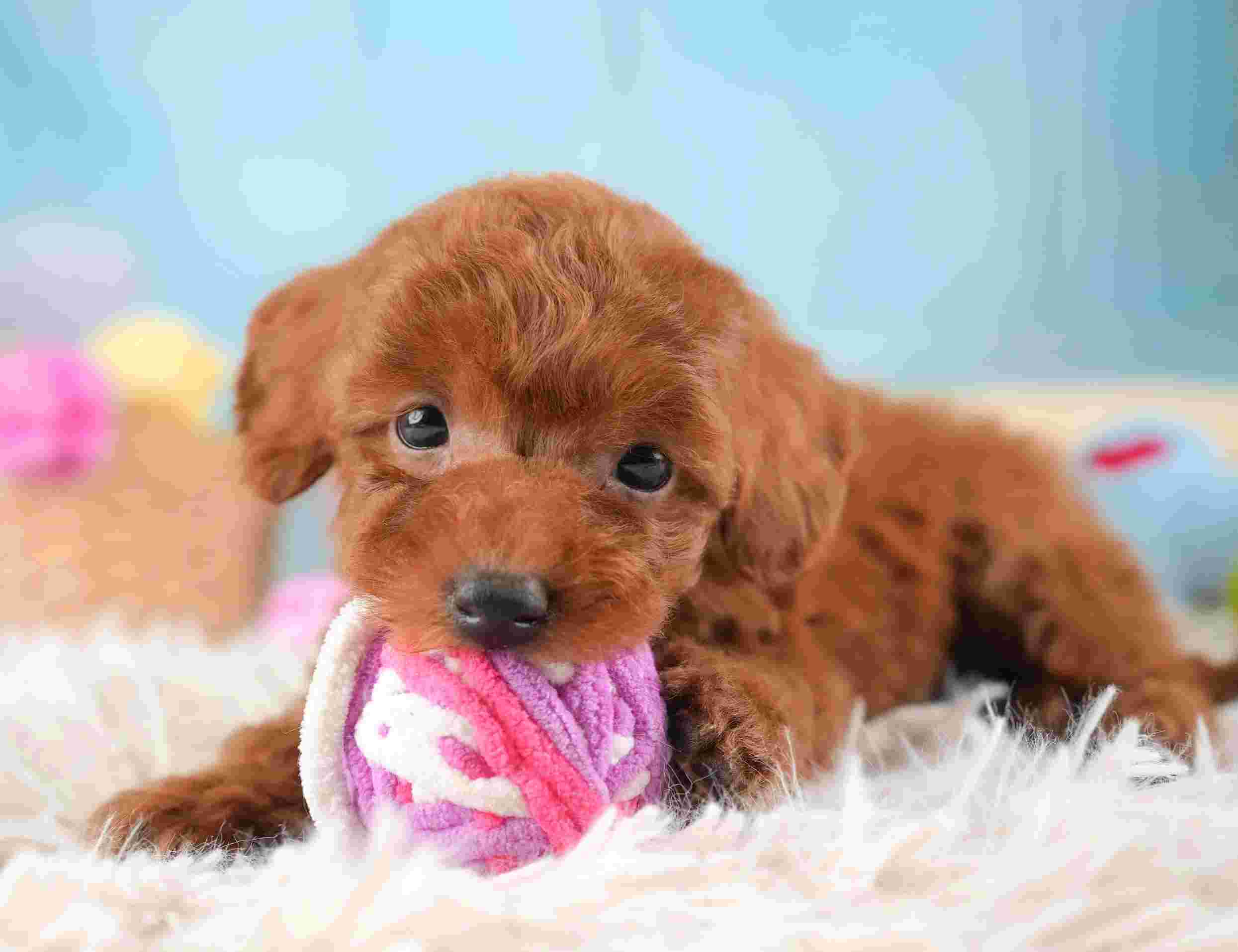 タイニー・プードル | 男の子 | レッド | 2025年12月21日（ID:dog-30002747）