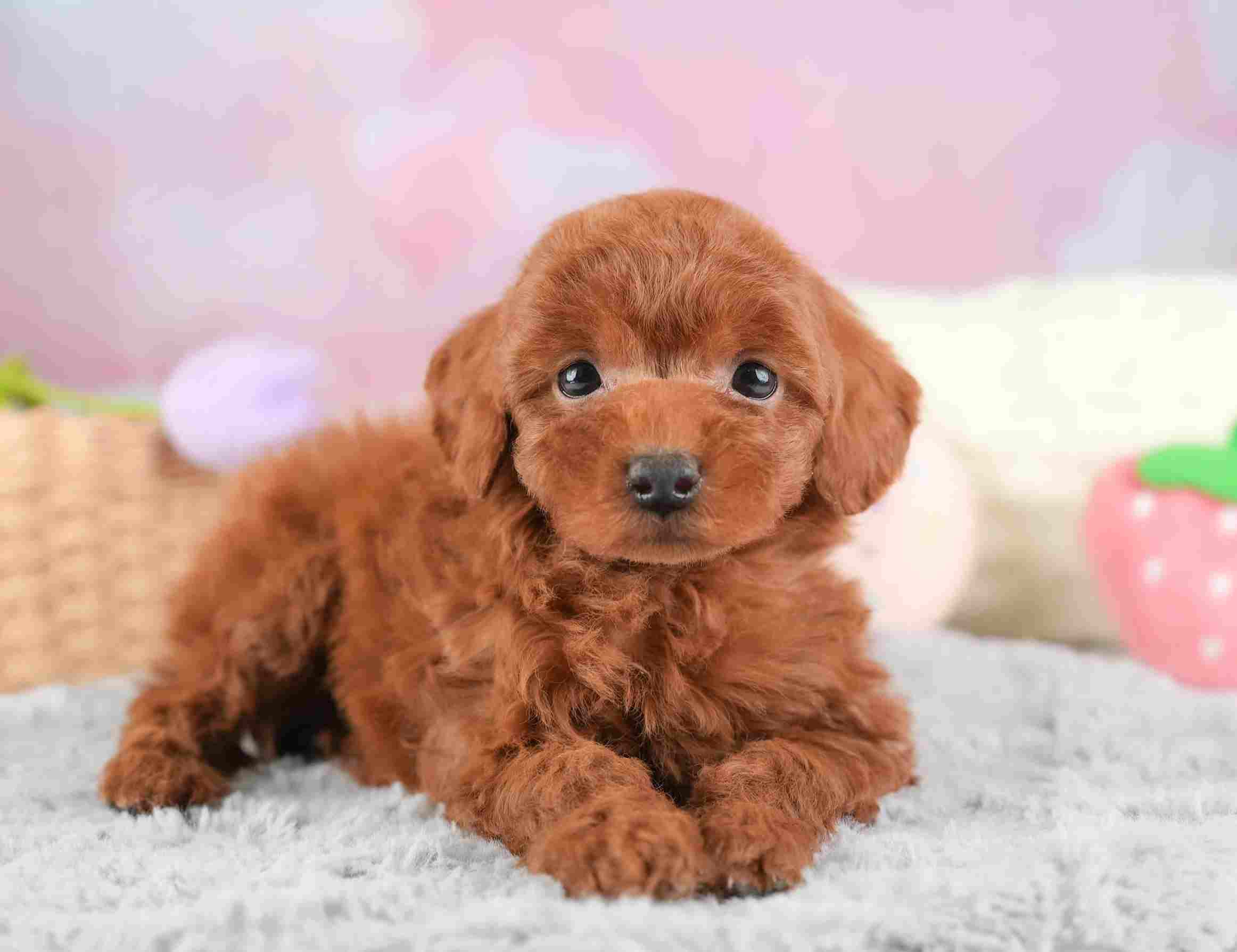 タイニー・プードル | 男の子 | レッド | 2025年12月21日（ID:dog-30002747）