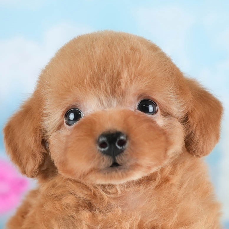 タイニー・プードル | 女の子 | アプリコット | 2025年12月22日