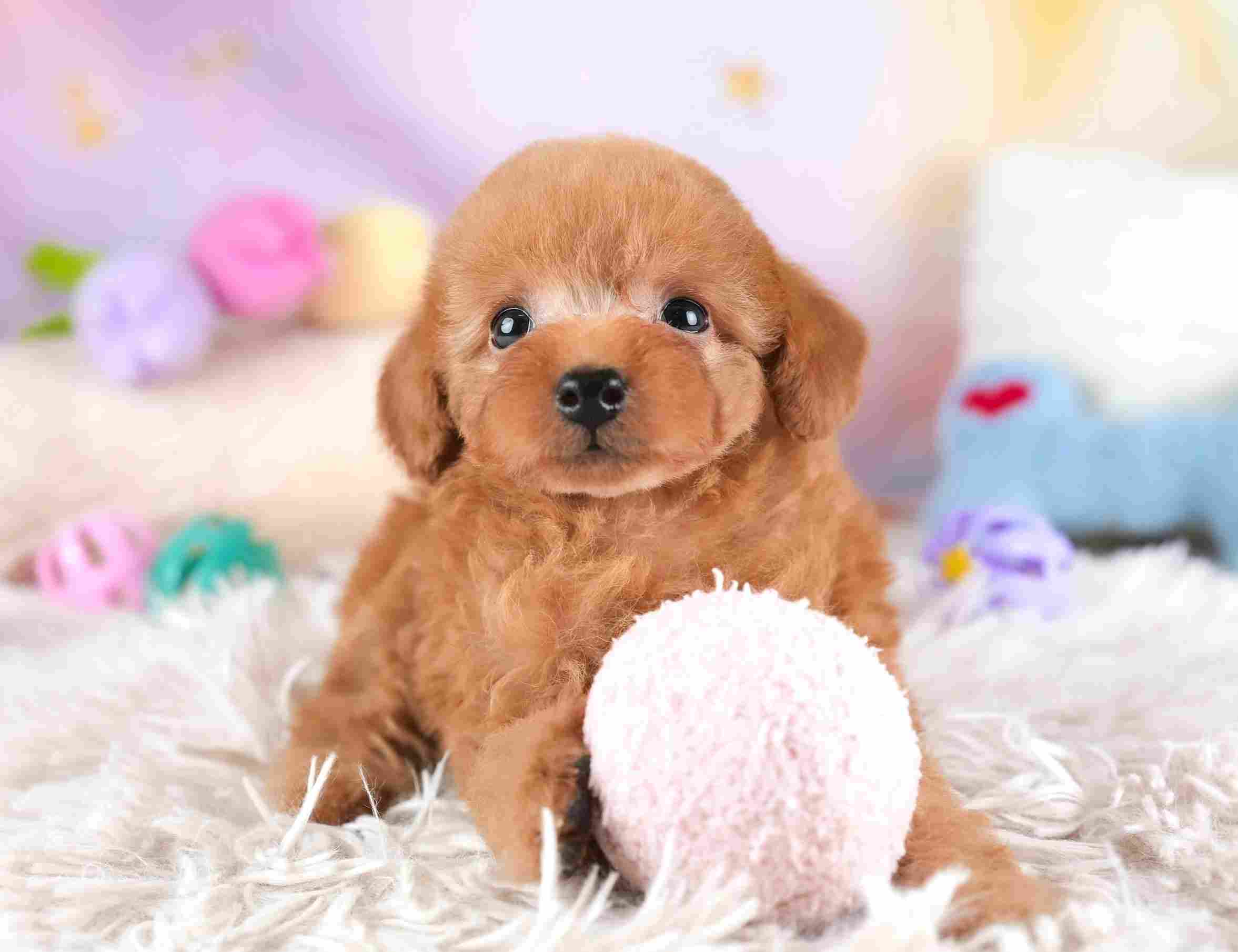 タイニー・プードル | 女の子 | アプリコット | 2025年12月22日（ID:dog-30002750）