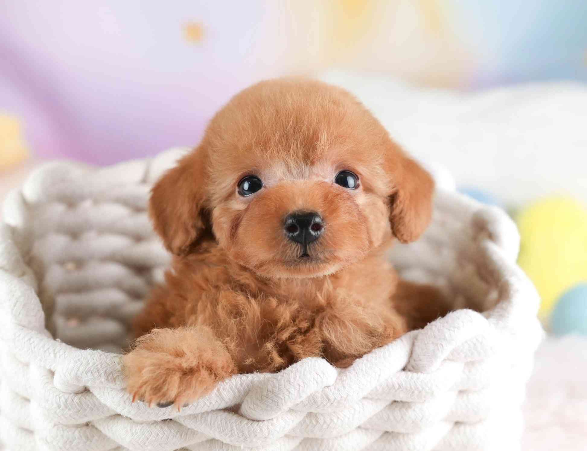 タイニー・プードル | 女の子 | アプリコット | 2025年12月22日（ID:dog-30002750）