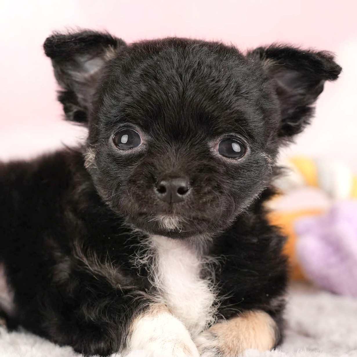 チワワ(ロング) | 男の子 | ブラックホワイト | 2025年12月26日