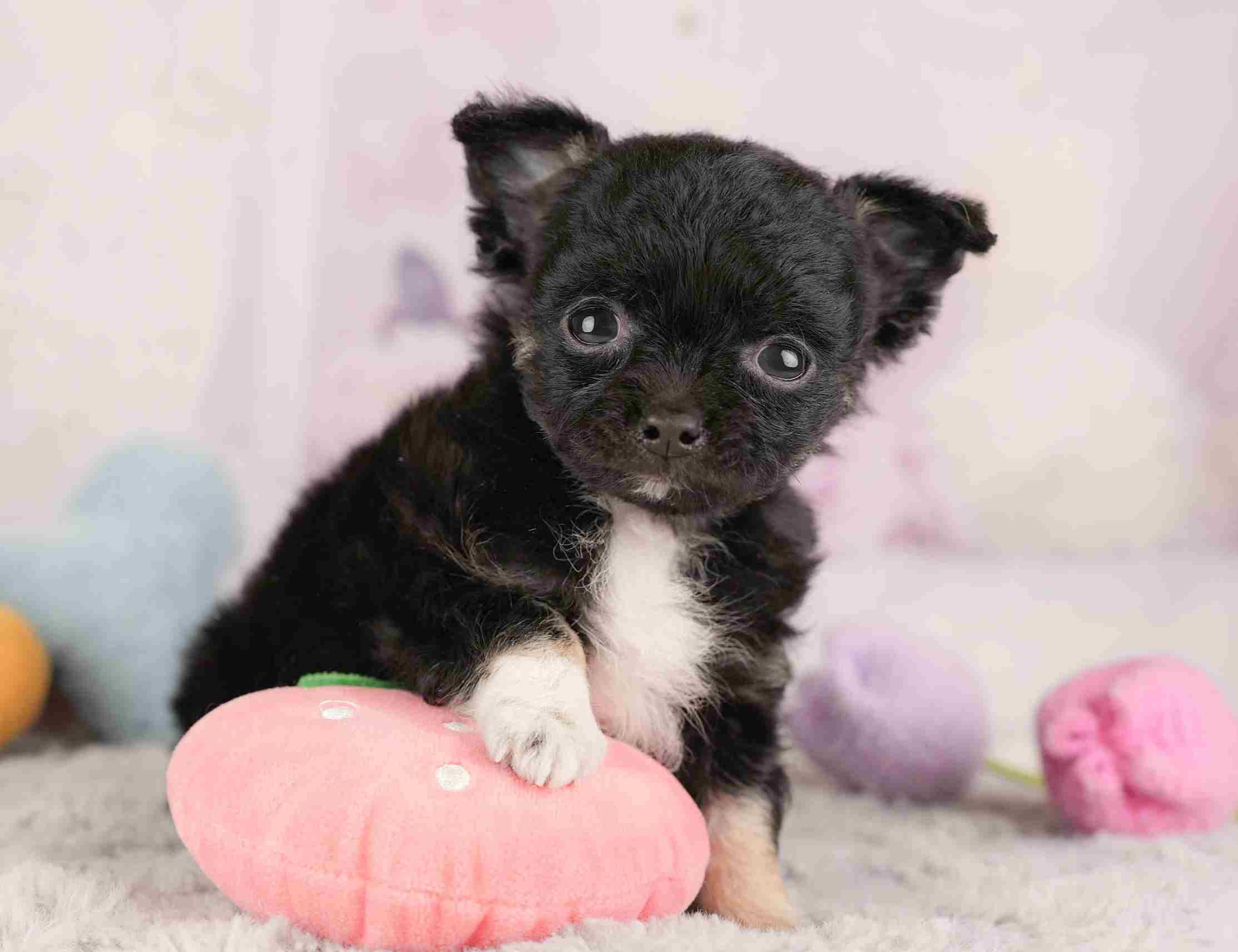 チワワ(ロング) | 男の子 | ブラックホワイト | 2025年12月26日