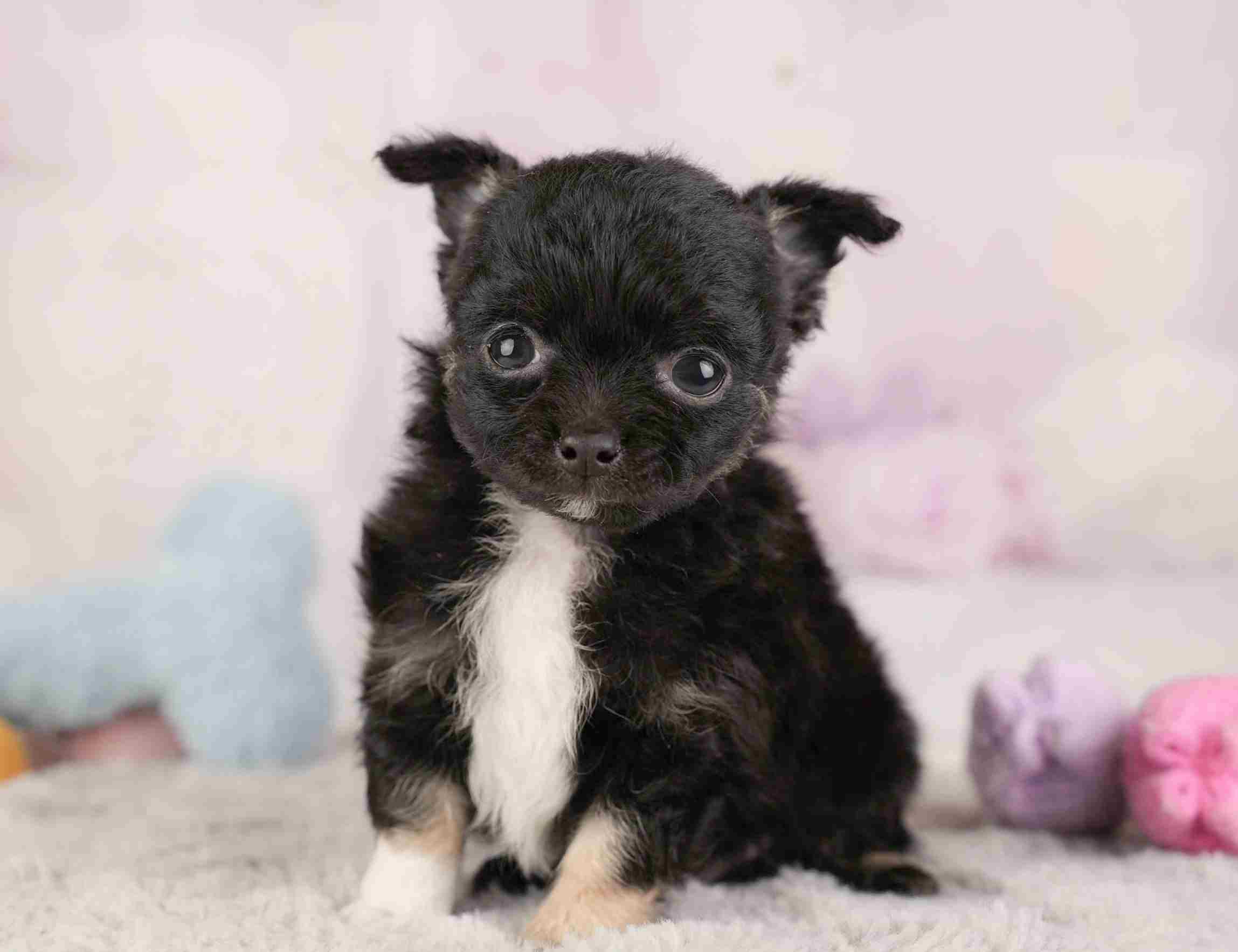 チワワ(ロング) | 男の子 | ブラックホワイト | 2025年12月26日