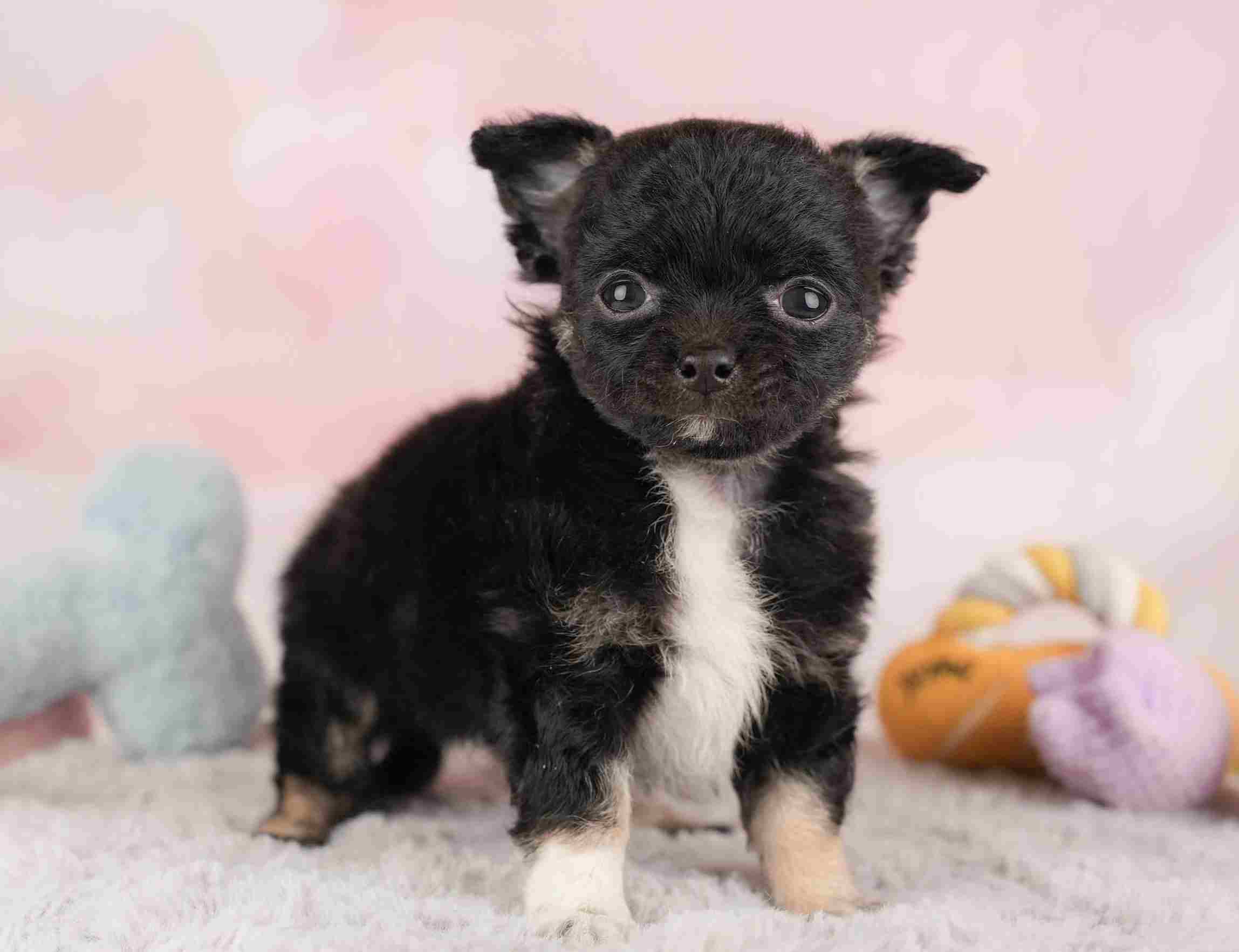 チワワ(ロング) | 男の子 | ブラックホワイト | 2025年12月26日