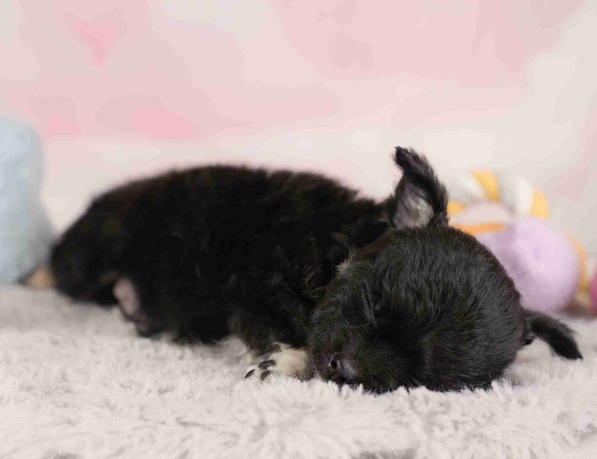 チワワ(ロング) | 男の子 | ブラックホワイト | 2025年12月26日