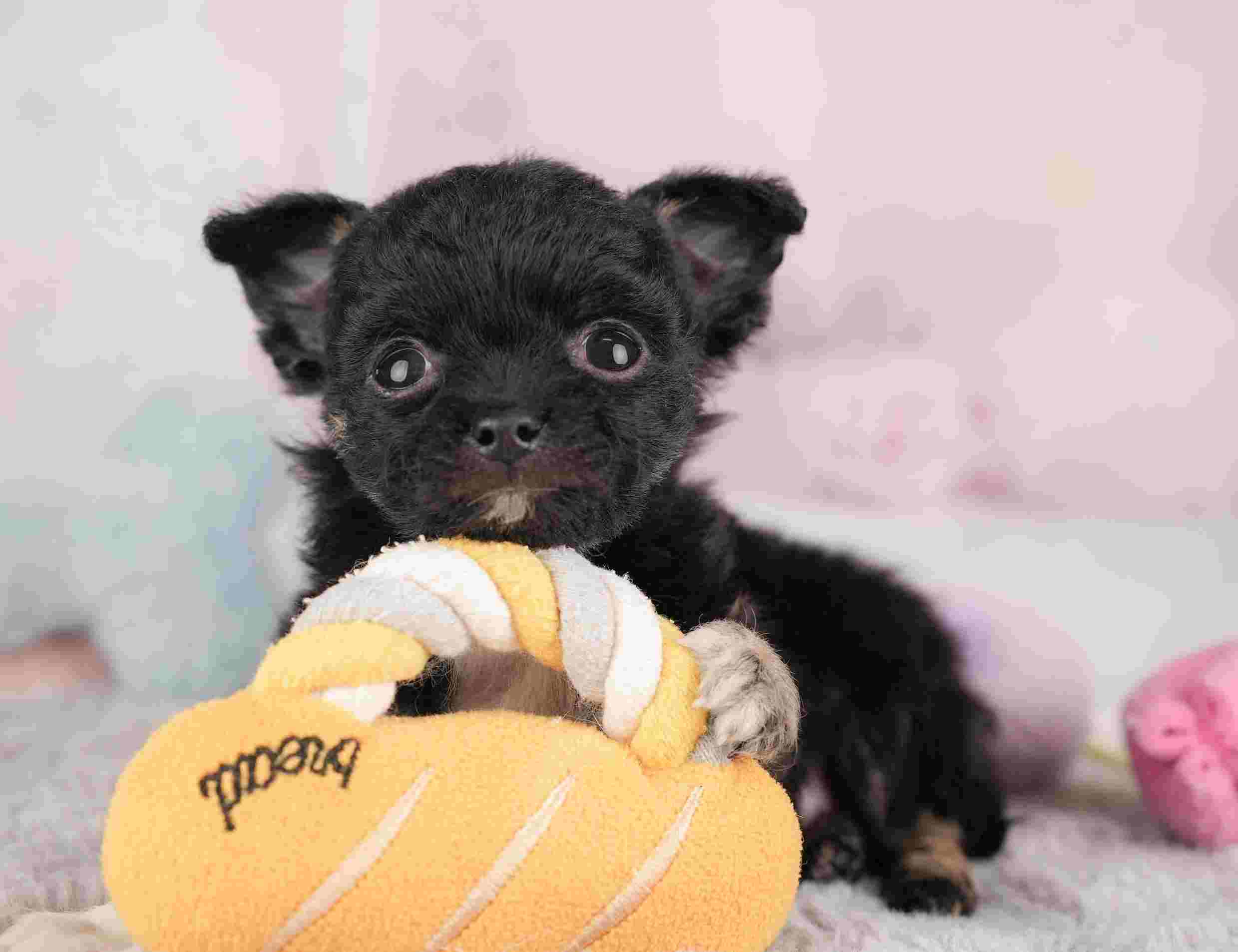 チワワ(ロング) | 男の子 | ブラックホワイト | 2025年12月26日