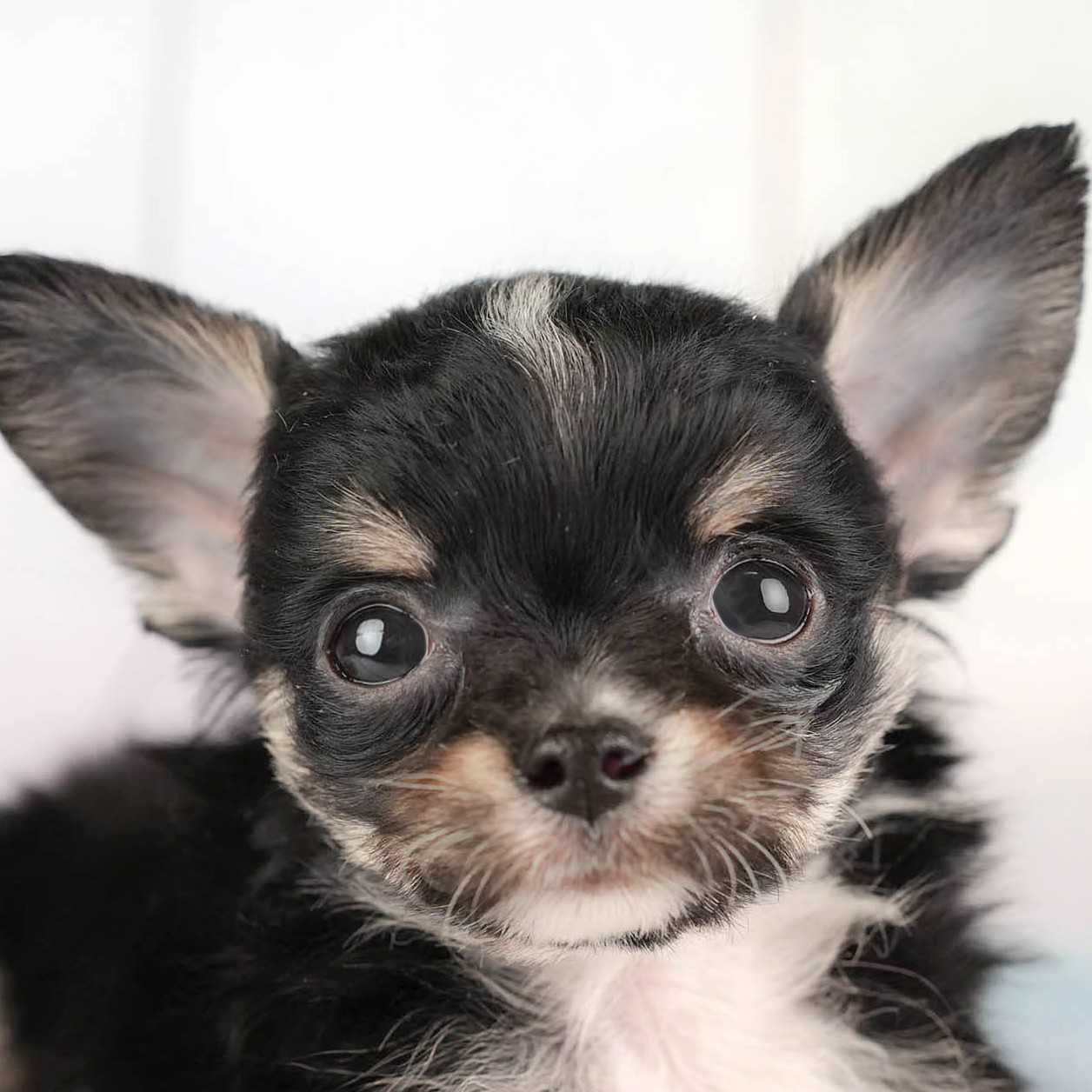 チワワ(ロング) | 男の子 | ブラックタン＆ホワイト | 2025年12月26日