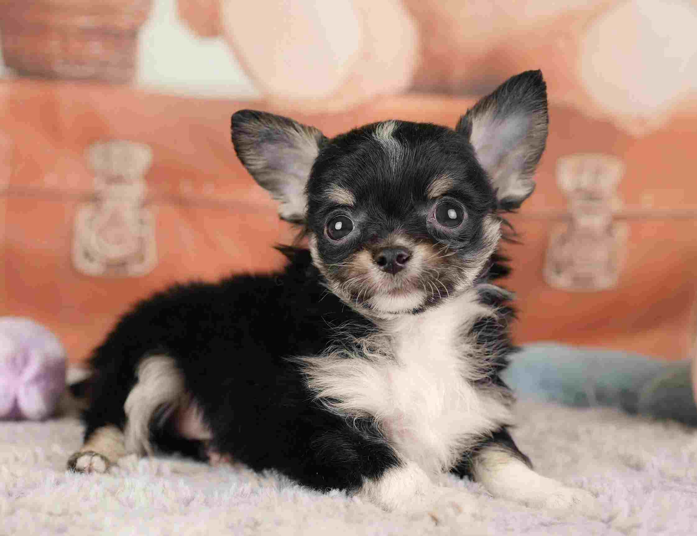 チワワ(ロング) | 男の子 | ブラックタン＆ホワイト | 2025年12月26日（ID:dog-30002781）