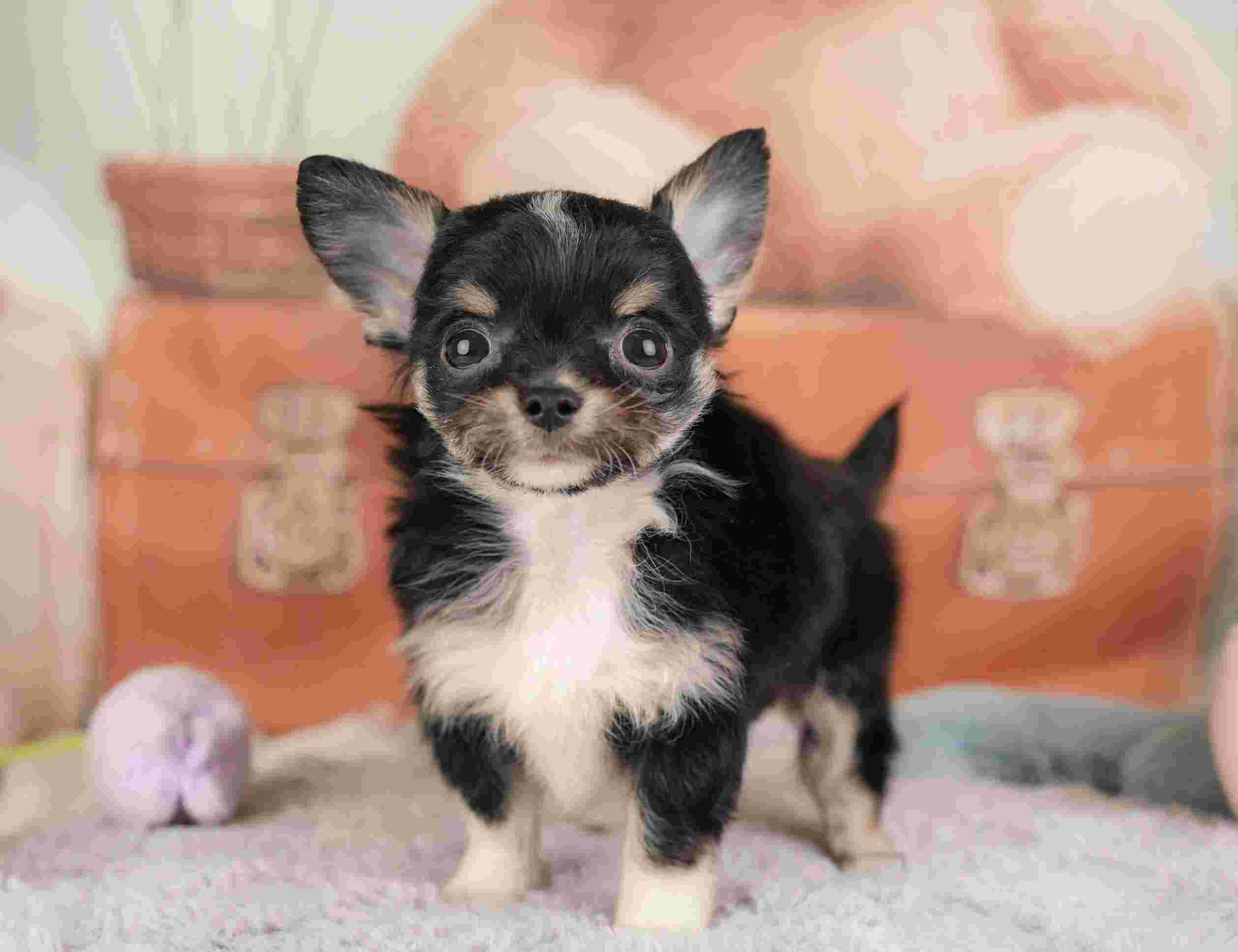 チワワ(ロング) | 男の子 | ブラックタン＆ホワイト | 2025年12月26日（ID:dog-30002781）