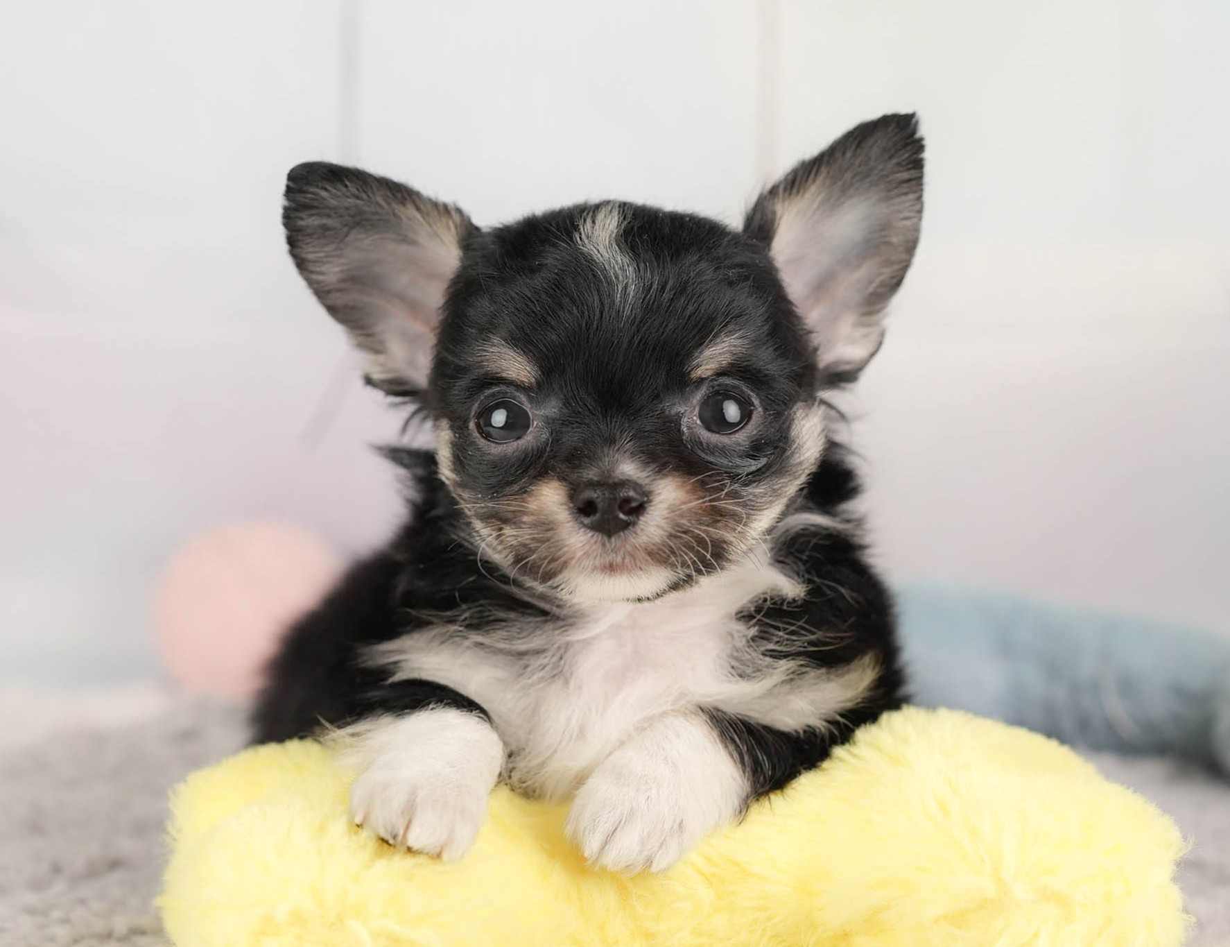 チワワ(ロング) | 男の子 | ブラックタン＆ホワイト | 2025年12月26日（ID:dog-30002781）