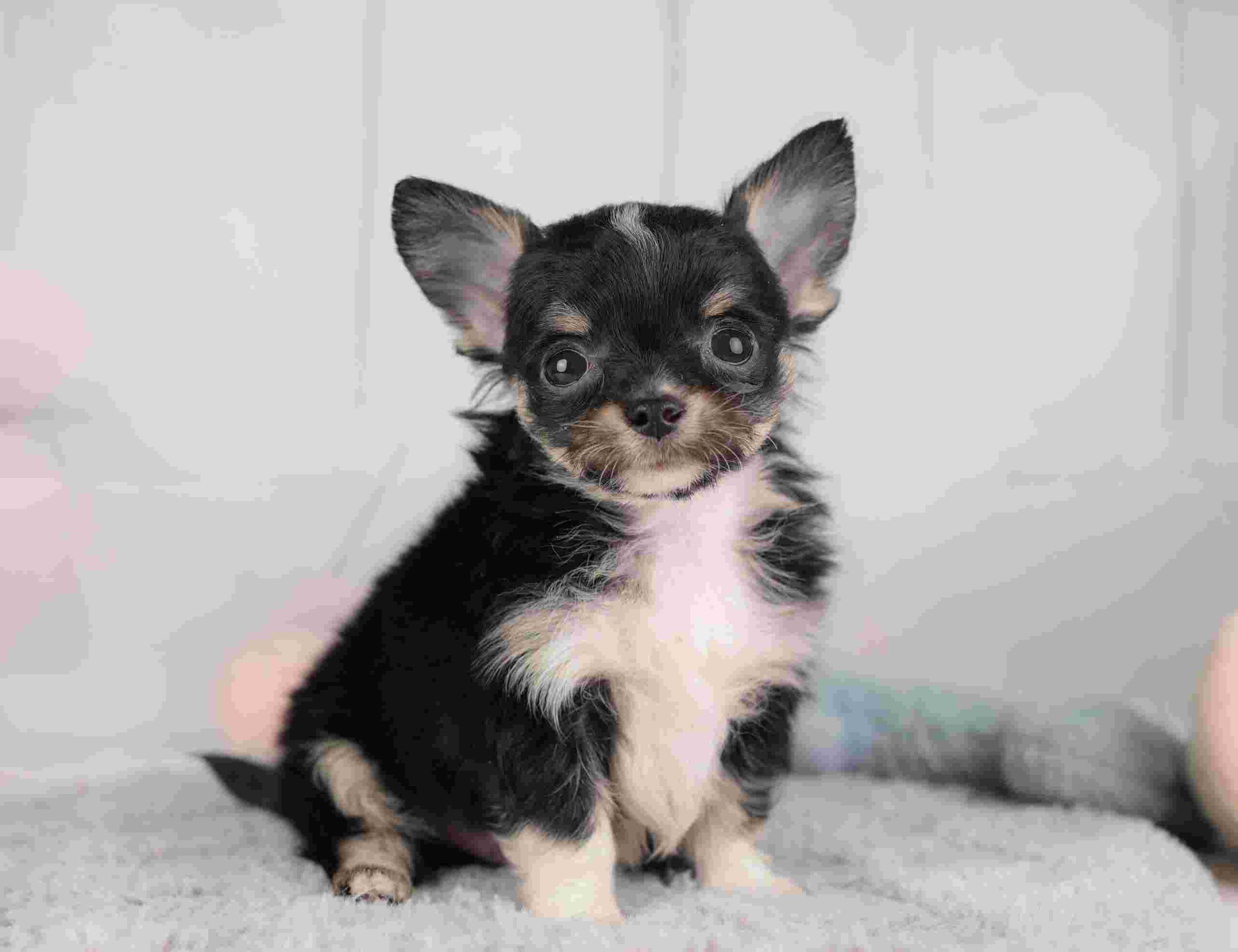 チワワ(ロング) | 男の子 | ブラックタン＆ホワイト | 2025年12月26日（ID:dog-30002781）