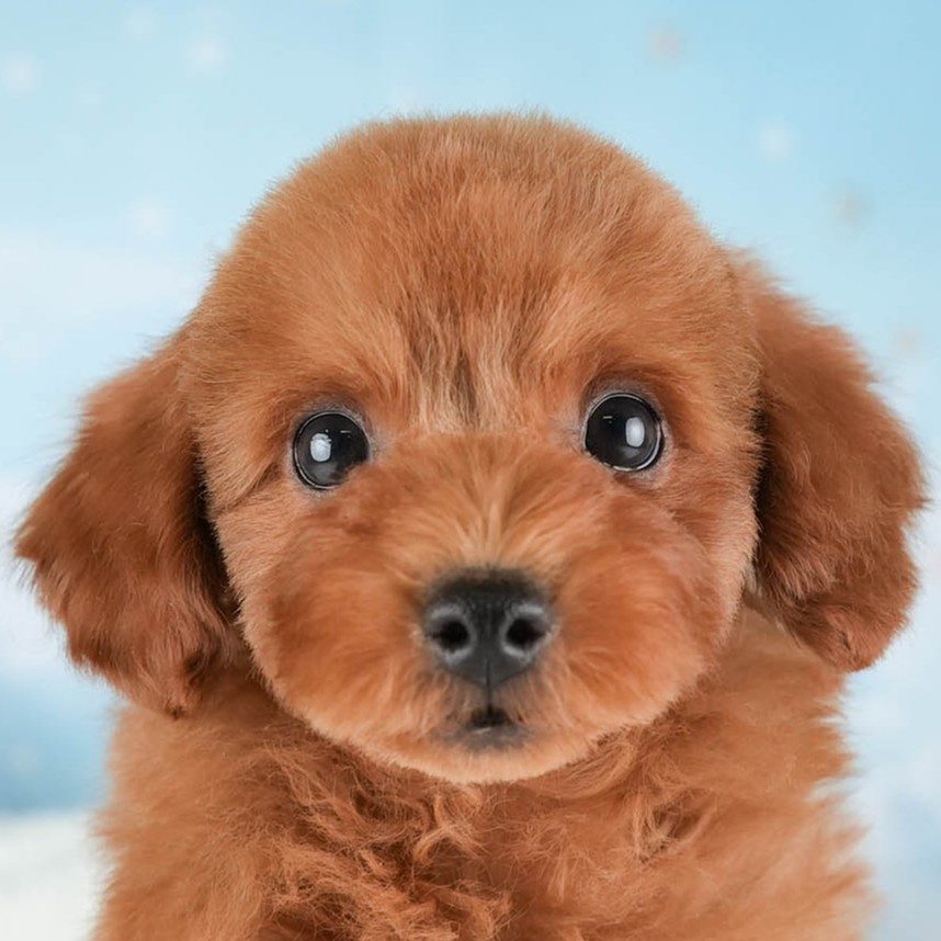 トイ・プードル | 男の子 | レッド | 2025年12月30日