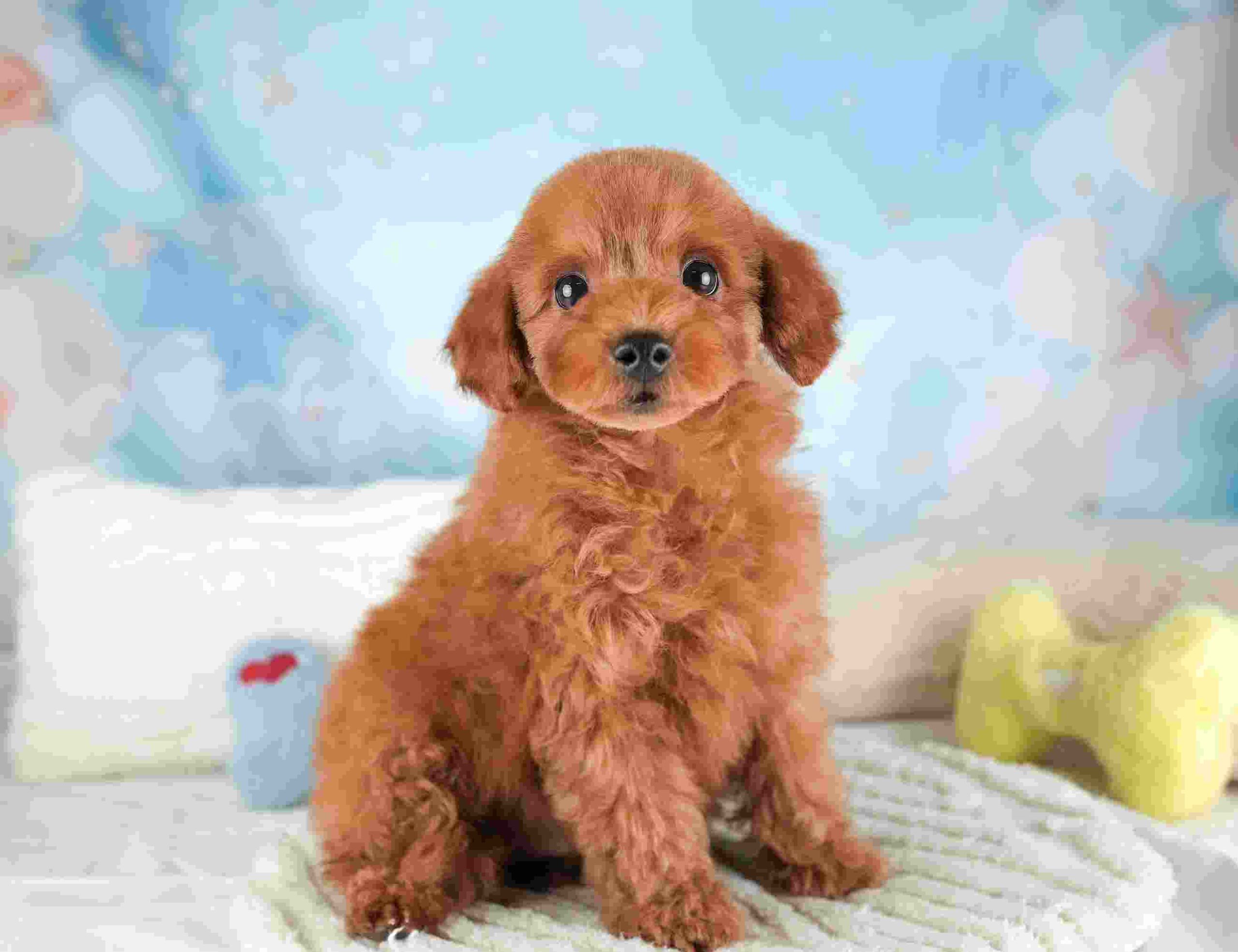 トイ・プードル | 男の子 | レッド | 2025年12月30日（ID:dog-30002813）