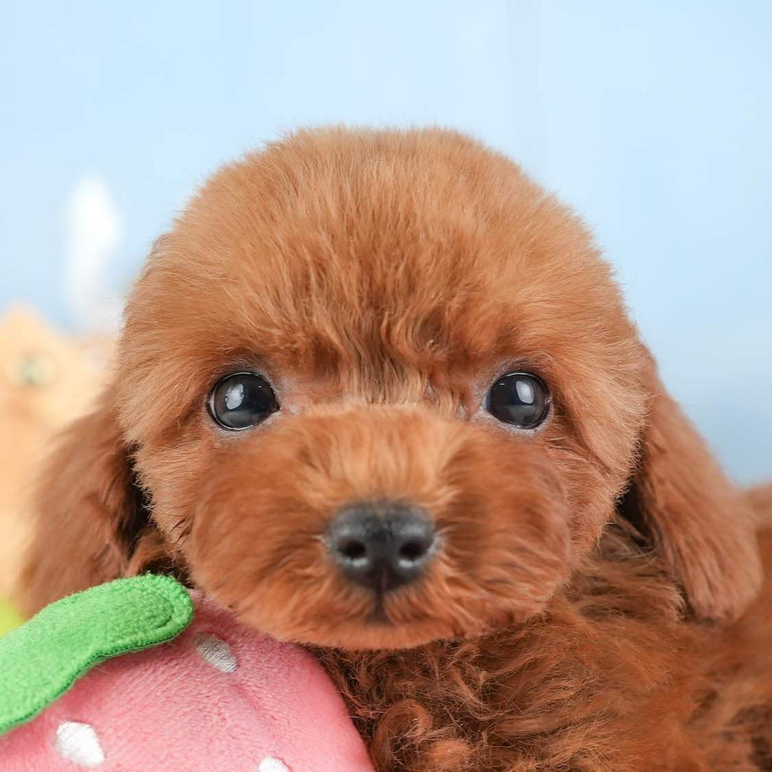 トイ・プードル | 男の子 | レッド | 2025年12月30日