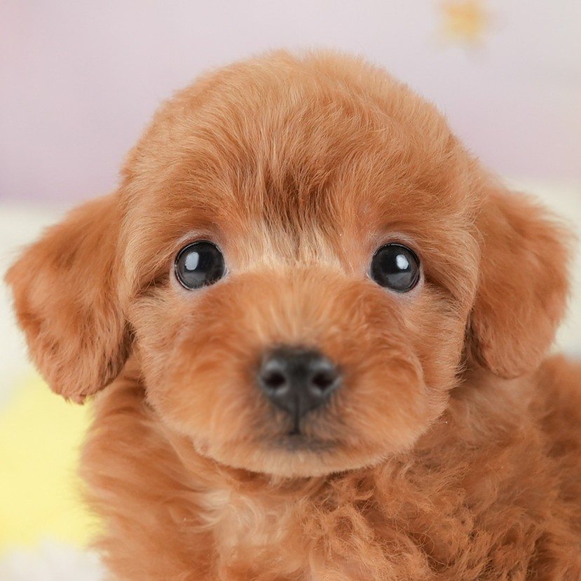 トイ・プードル | 女の子 | レッド | 2026年1月2日