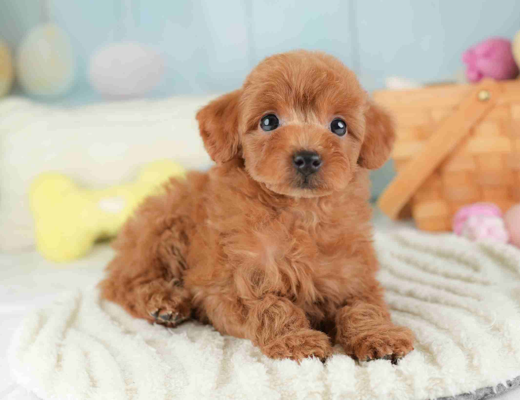 トイ・プードル | 女の子 | レッド | 2026年1月2日（ID:dog-30002822）