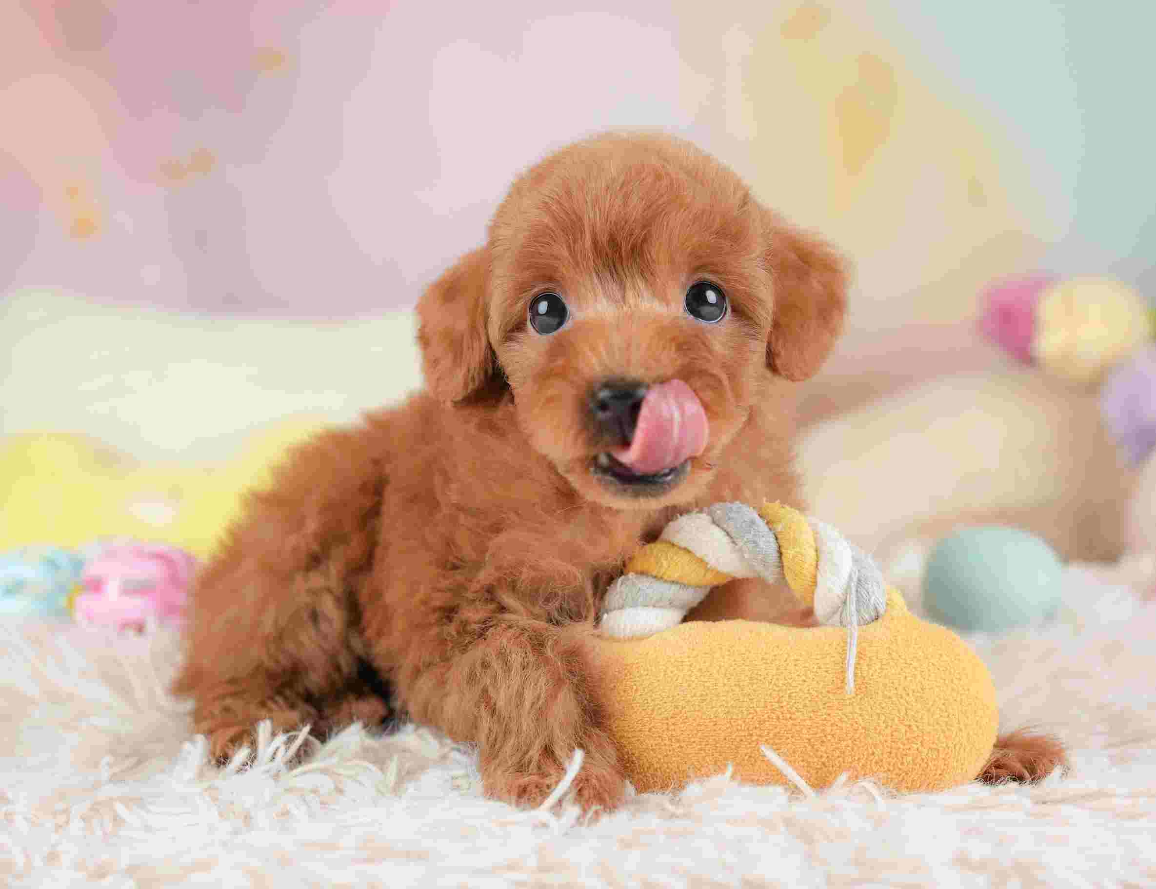 トイ・プードル | 女の子 | レッド | 2026年1月2日（ID:dog-30002822）