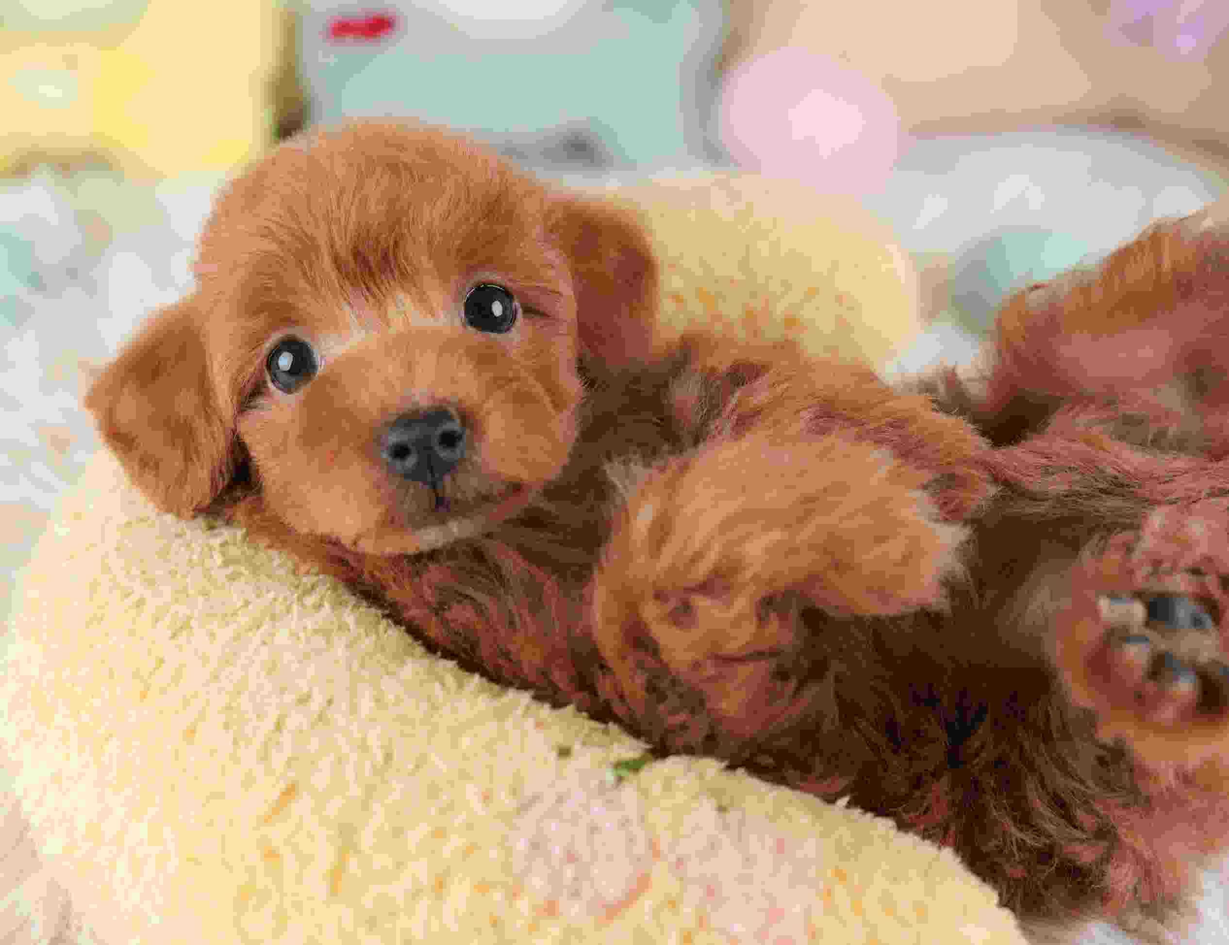 トイ・プードル | 女の子 | レッド | 2026年1月2日（ID:dog-30002822）