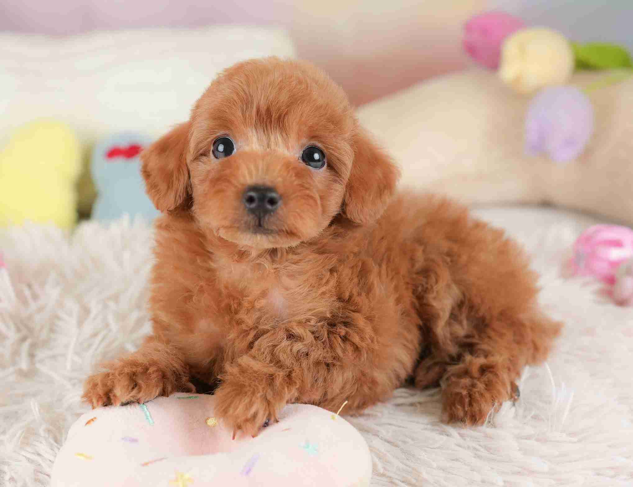 トイ・プードル | 女の子 | レッド | 2026年1月2日（ID:dog-30002822）