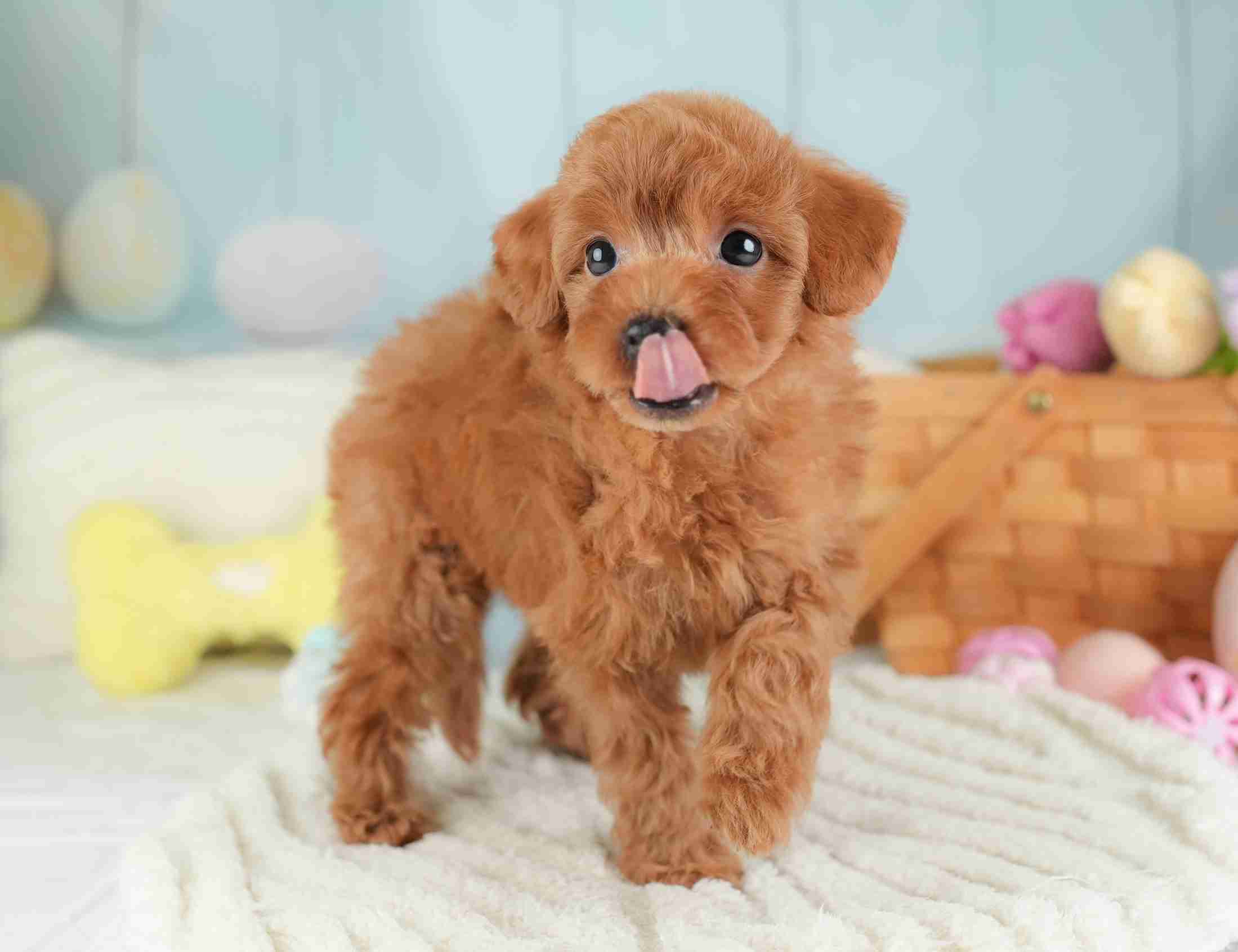 トイ・プードル | 女の子 | レッド | 2026年1月2日（ID:dog-30002822）