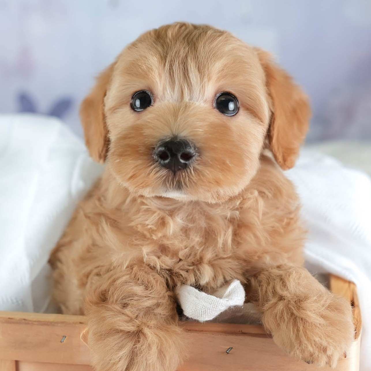 マルプー | 男の子 | アプリコット | 2026年1月6日