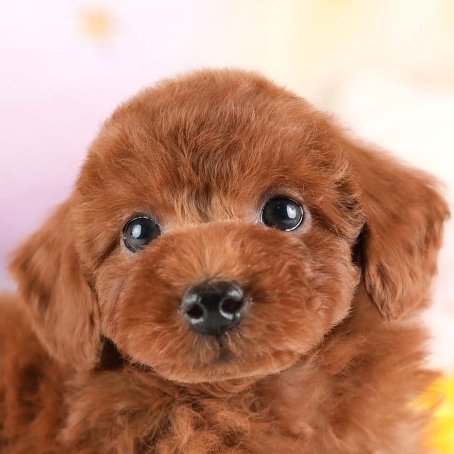 トイ・プードル | 男の子 | レッド | 2026年1月8日