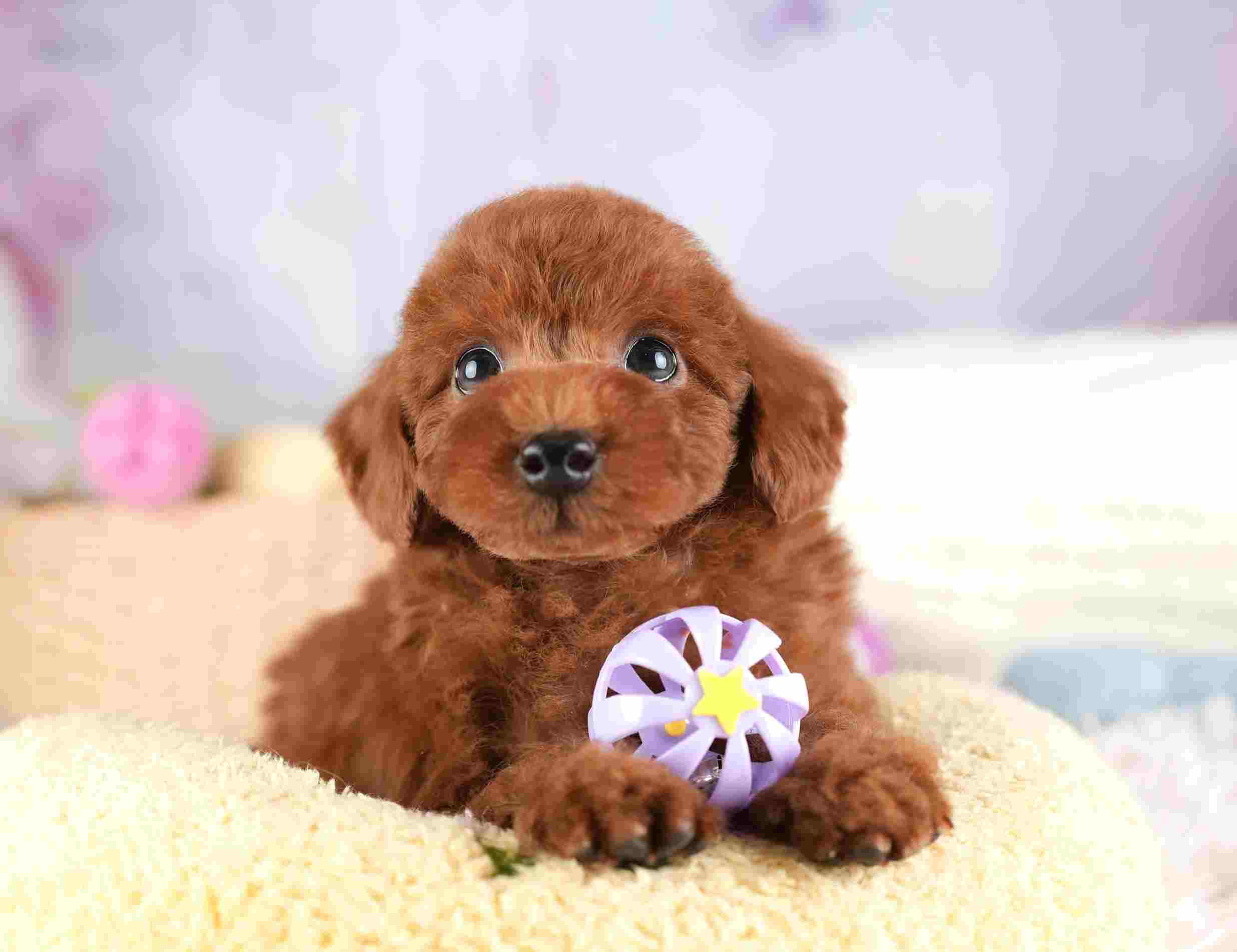 トイ・プードル | 男の子 | レッド | 2026年1月8日