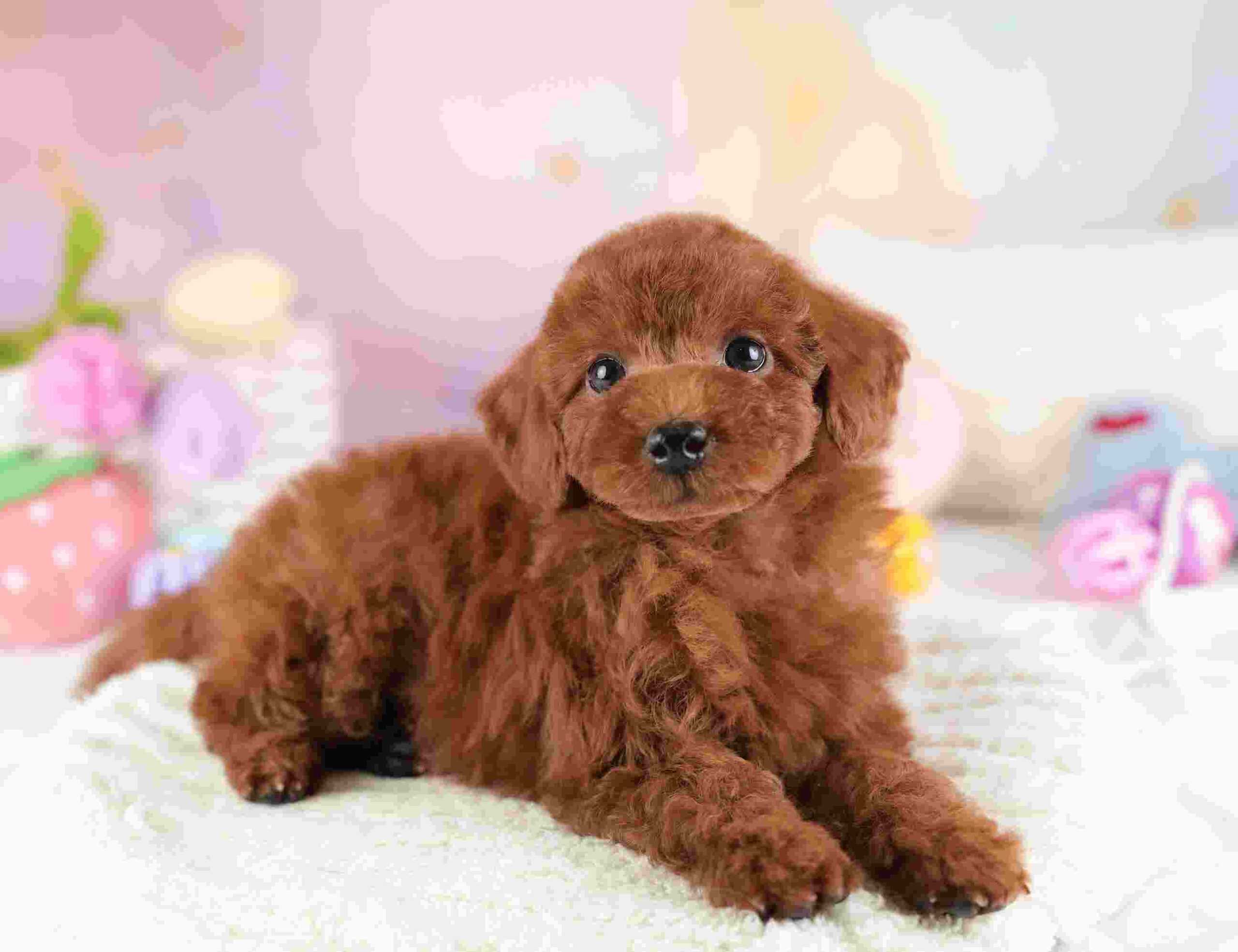 トイ・プードル | 男の子 | レッド | 2026年1月8日