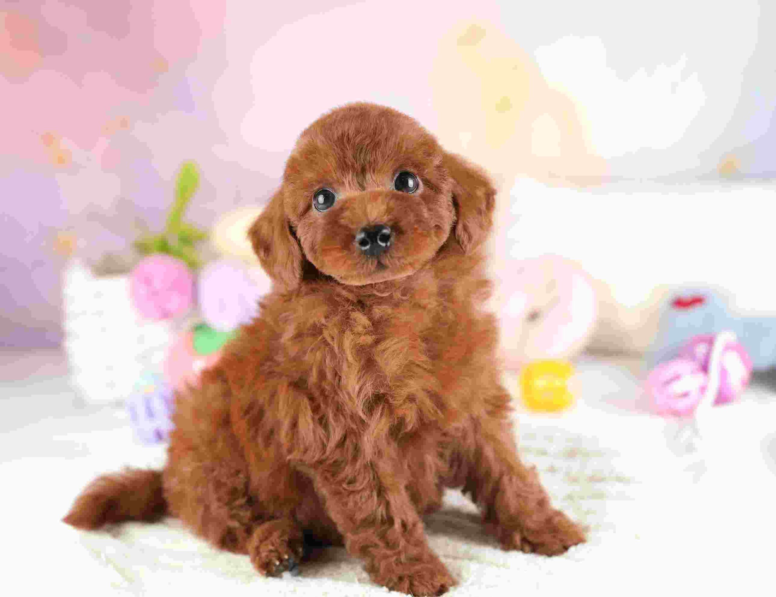 トイ・プードル | 男の子 | レッド | 2026年1月8日