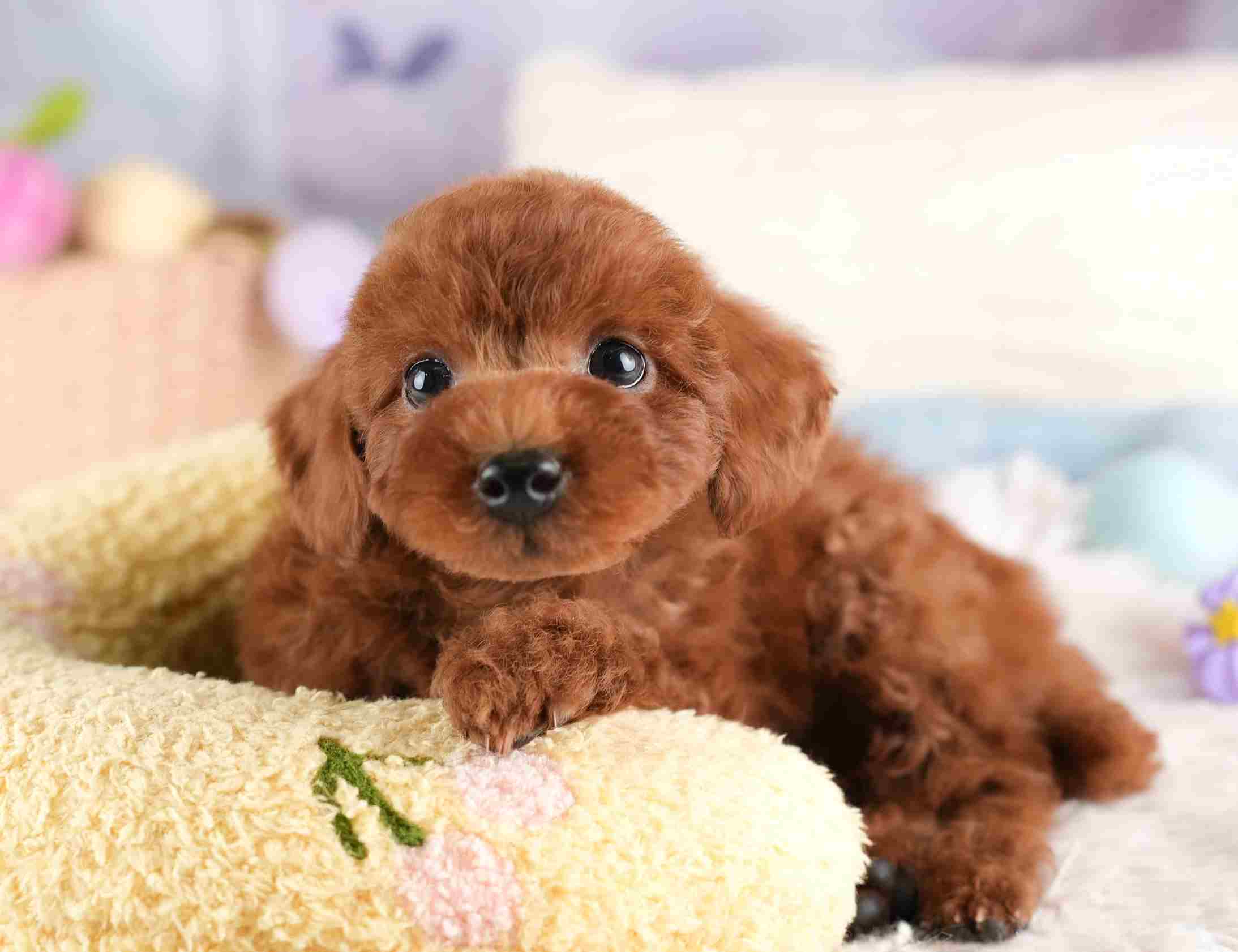 トイ・プードル | 男の子 | レッド | 2026年1月8日