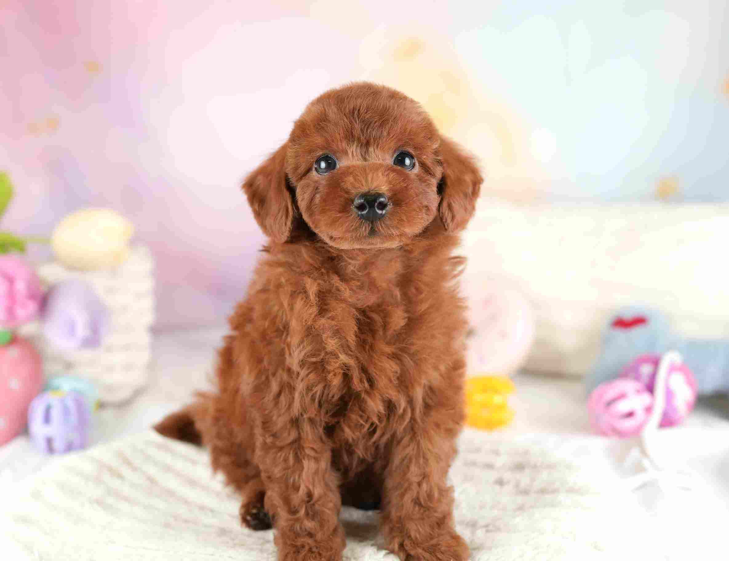 トイ・プードル | 男の子 | レッド | 2026年1月8日