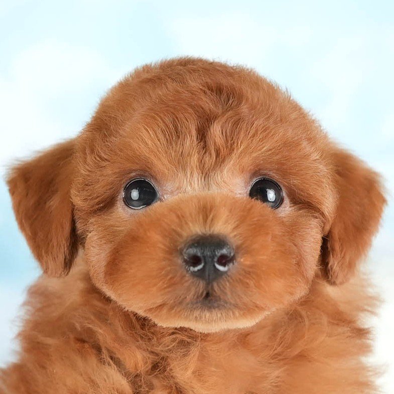 トイ・プードル | 男の子 | レッド | 2026年1月8日