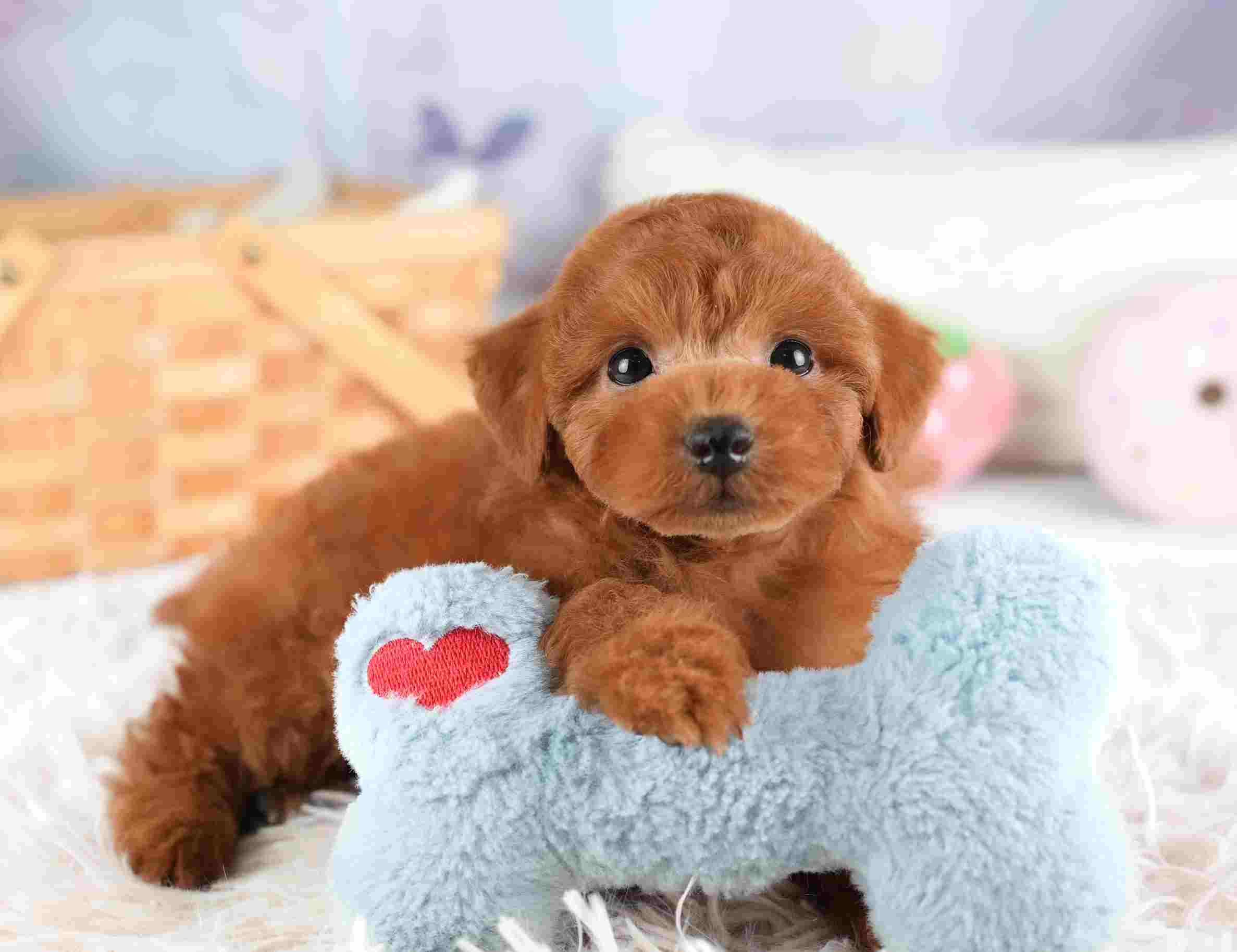 トイ・プードル | 男の子 | レッド | 2026年1月8日