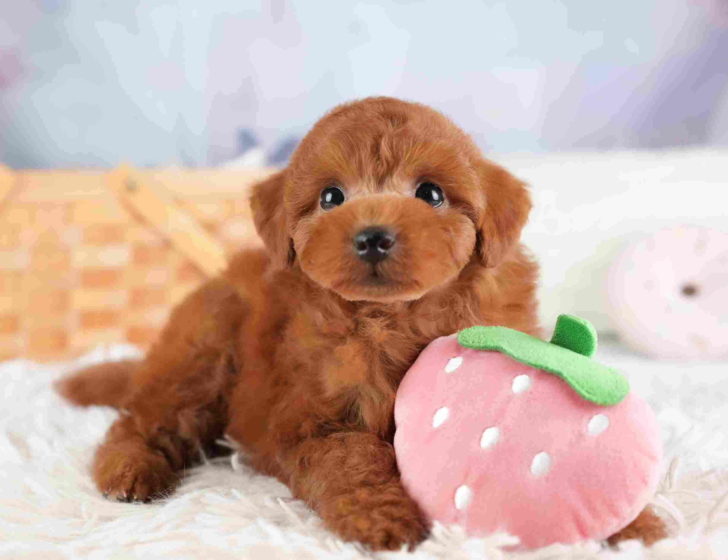 トイ・プードル | 男の子 | レッド | 2026年1月8日