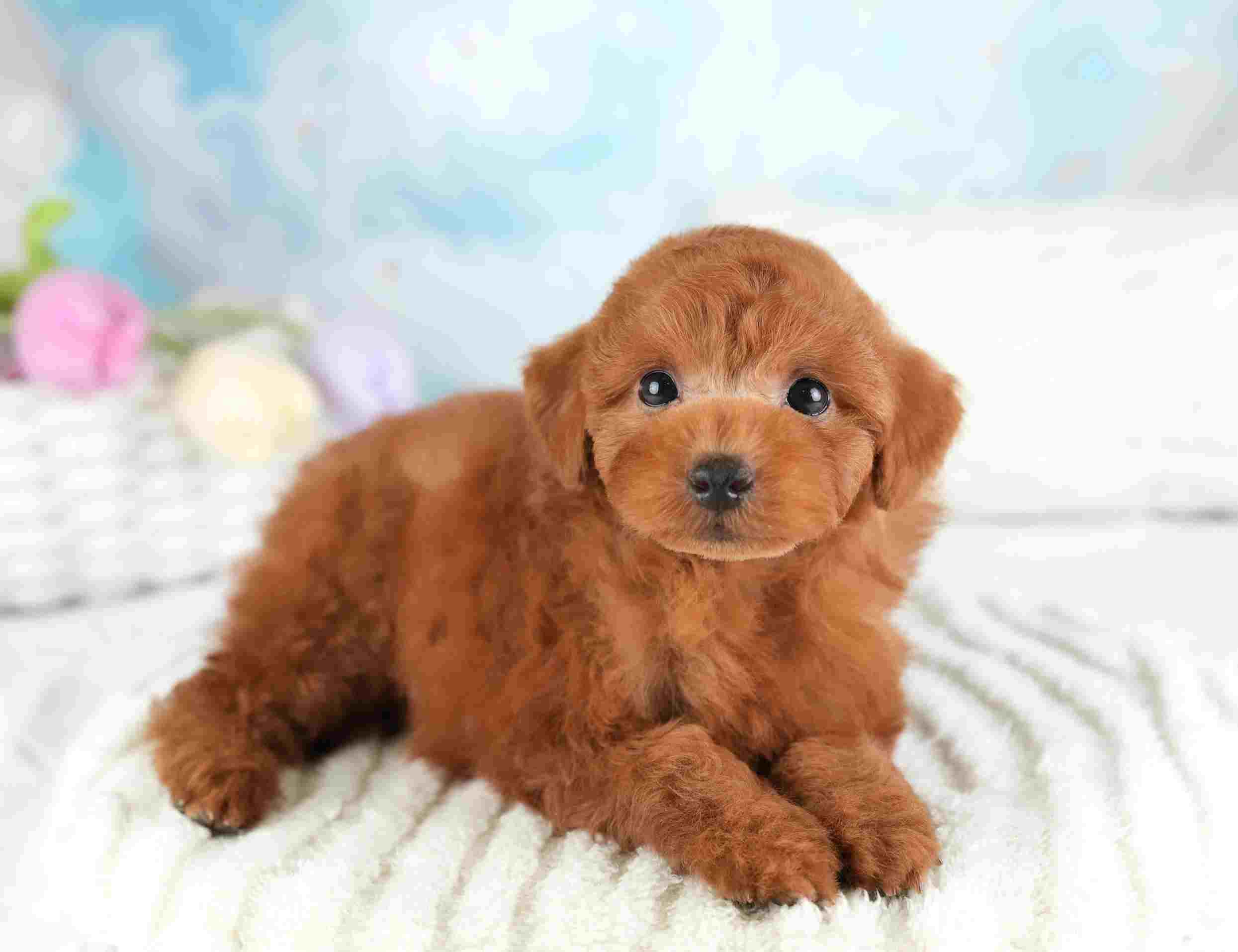 トイ・プードル | 男の子 | レッド | 2026年1月8日