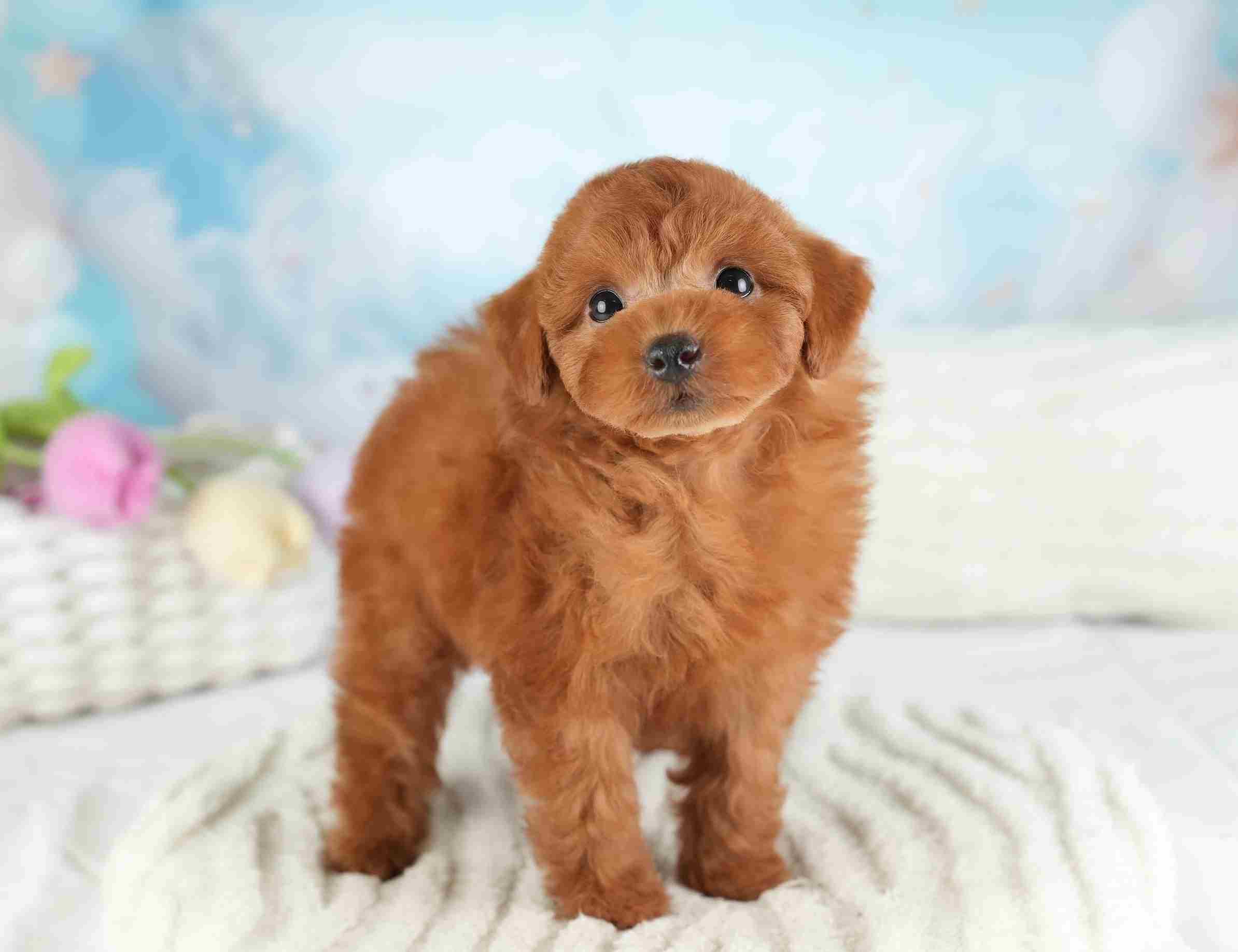 トイ・プードル | 男の子 | レッド | 2026年1月8日