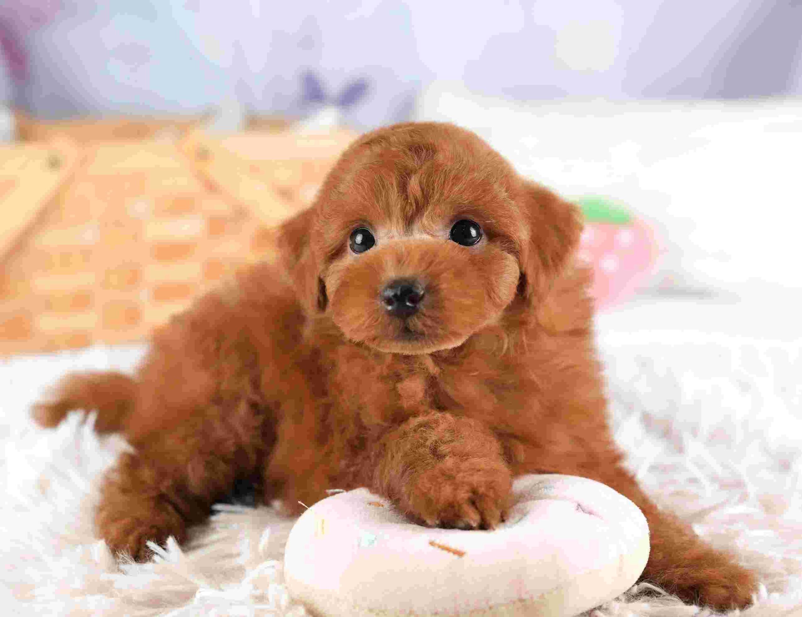 トイ・プードル | 男の子 | レッド | 2026年1月8日