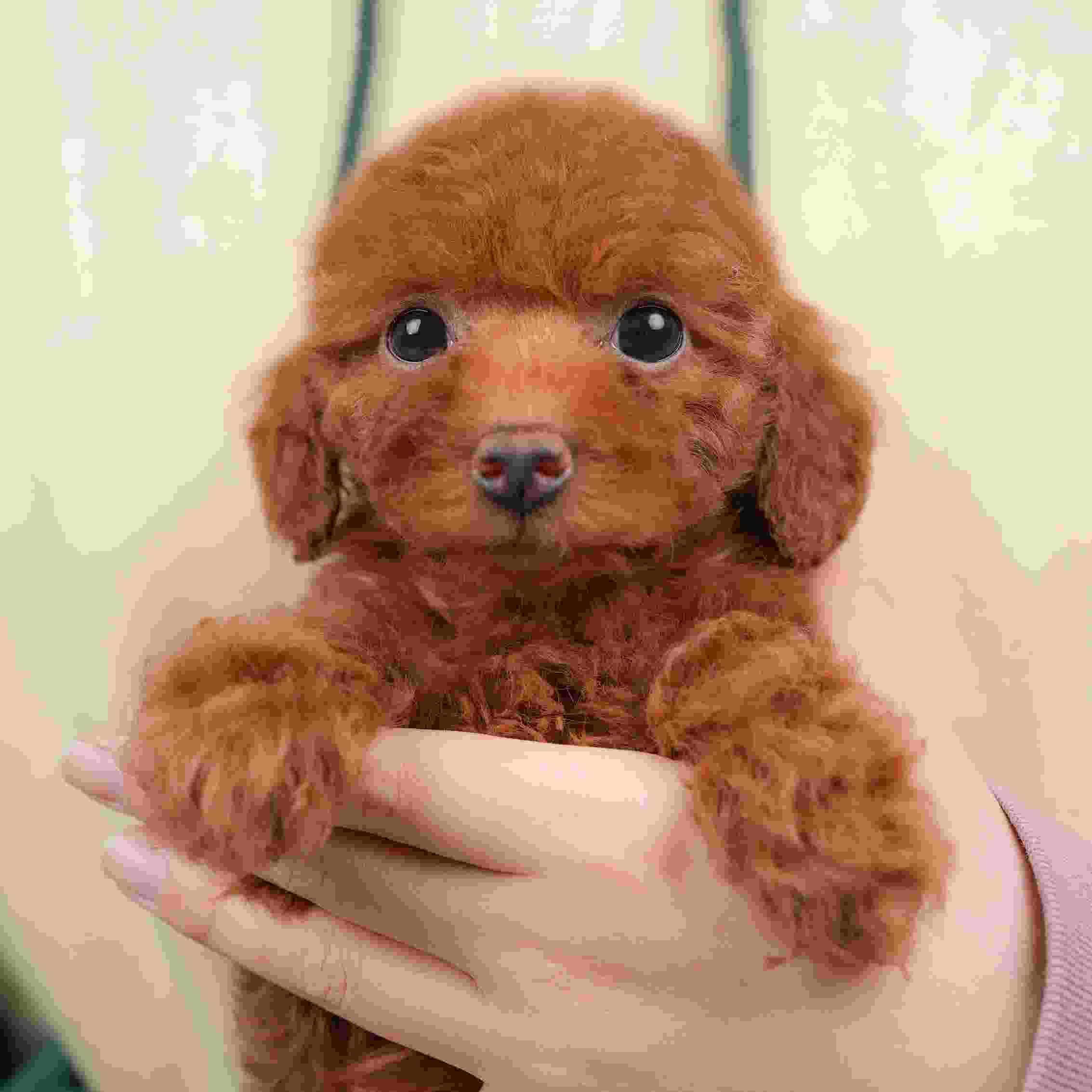 トイ・プードル | 女の子 | レッド | 2026年1月13日