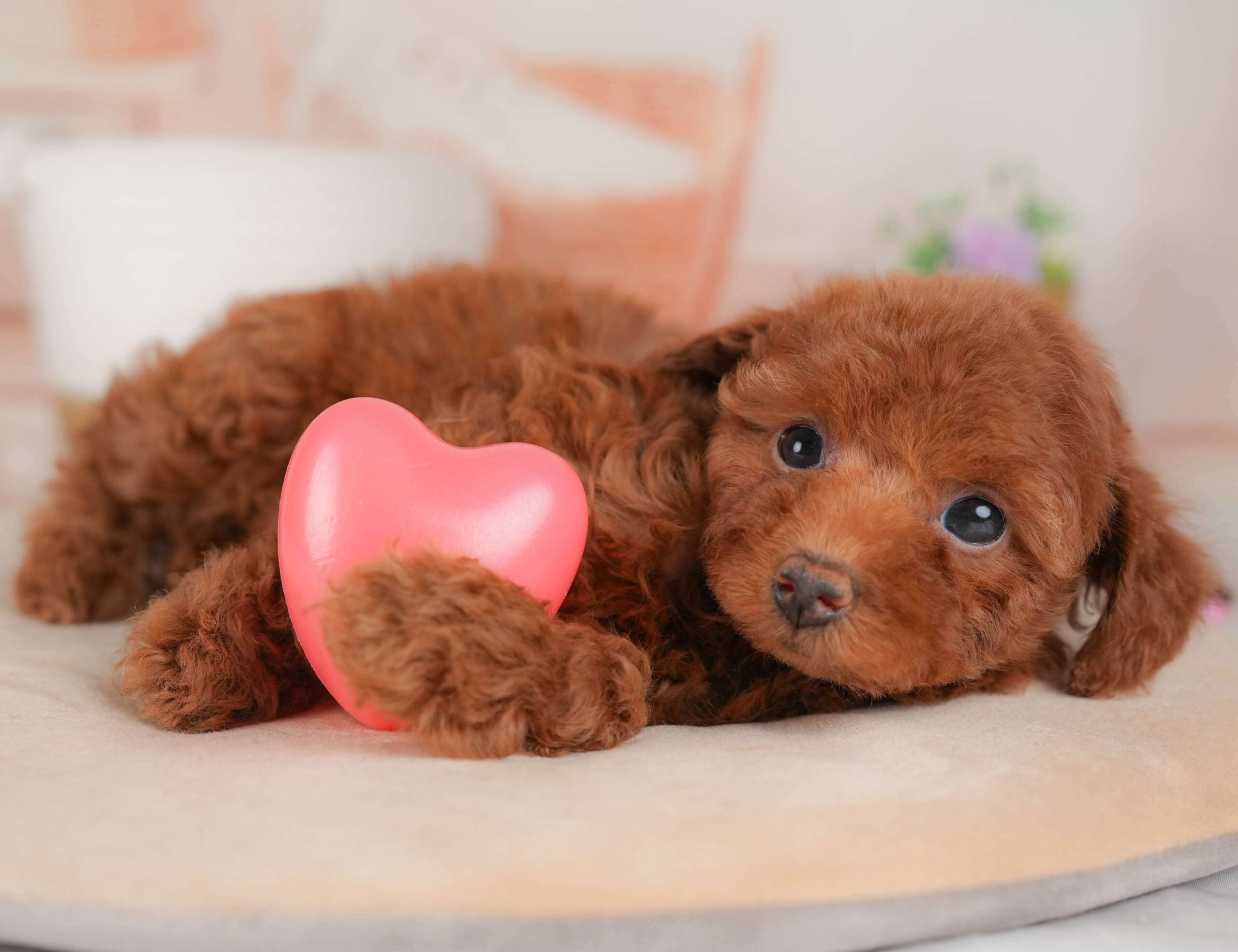 トイ・プードル | 女の子 | レッド | 2026年1月13日（ID:dog-30002870）