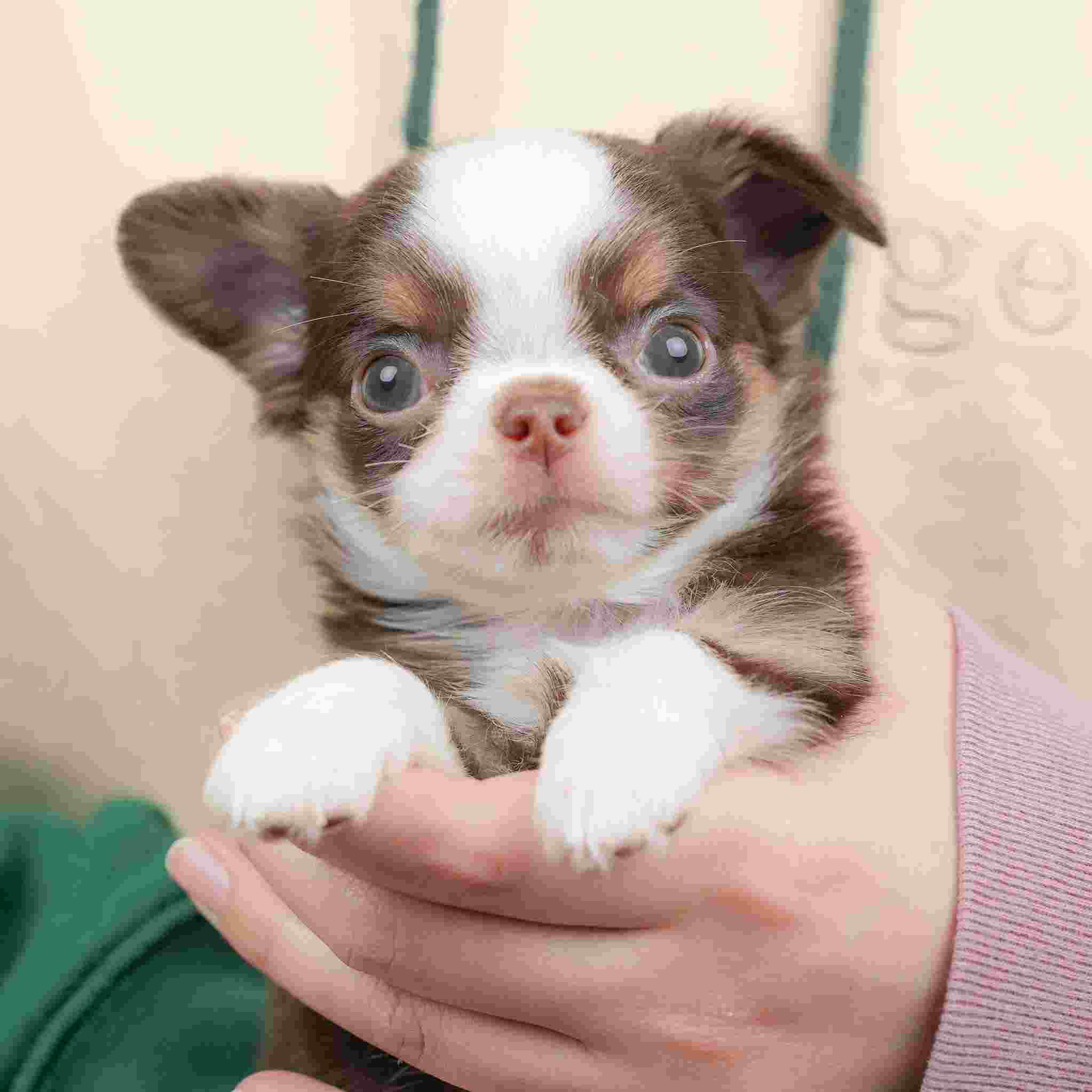 チワワ(ロング) | 男の子 | チョコタン&ホワイト | 2026年1月18日